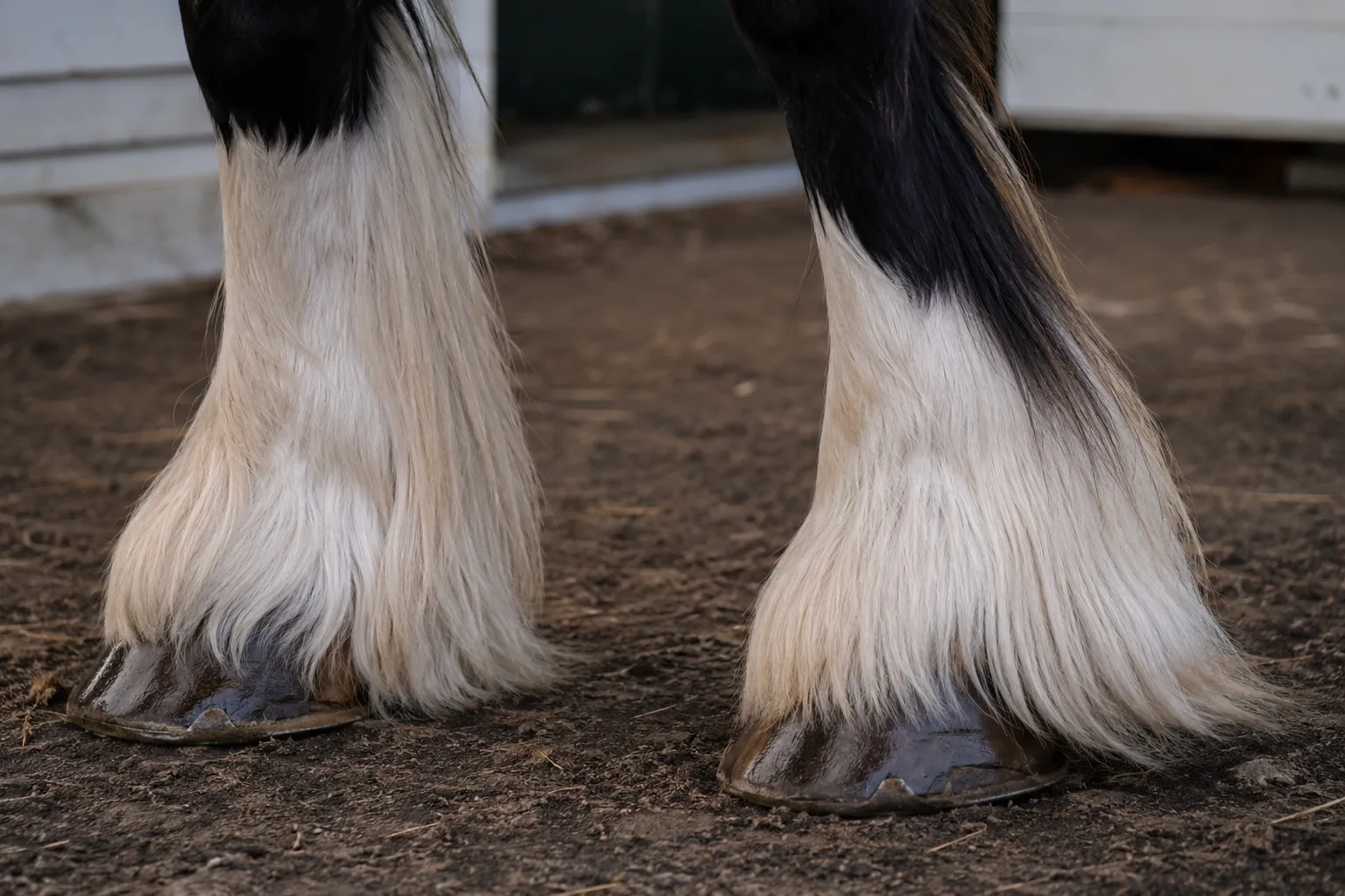 Abessinisches Pferd mit schwarzem Fell, das sein kurzes Fell und seine harten, widerstandsfähigen Hufe hervorhebt.