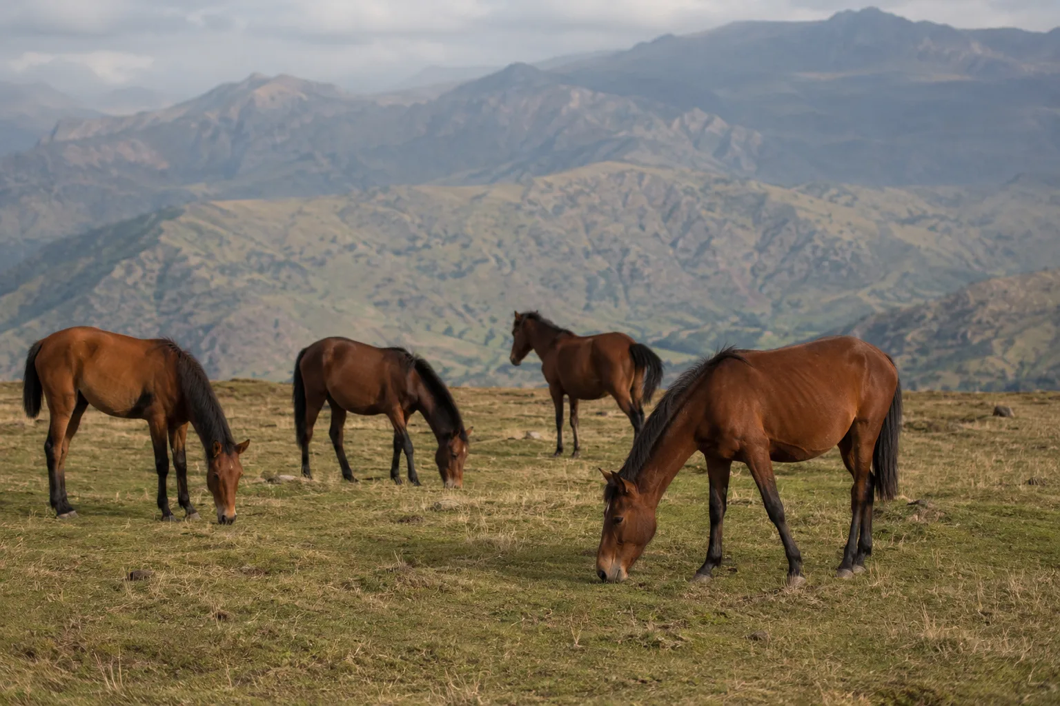 Dos caballos Aegidienberger pastando en un paisaje rural alemán, bajo un cielo despejado.
