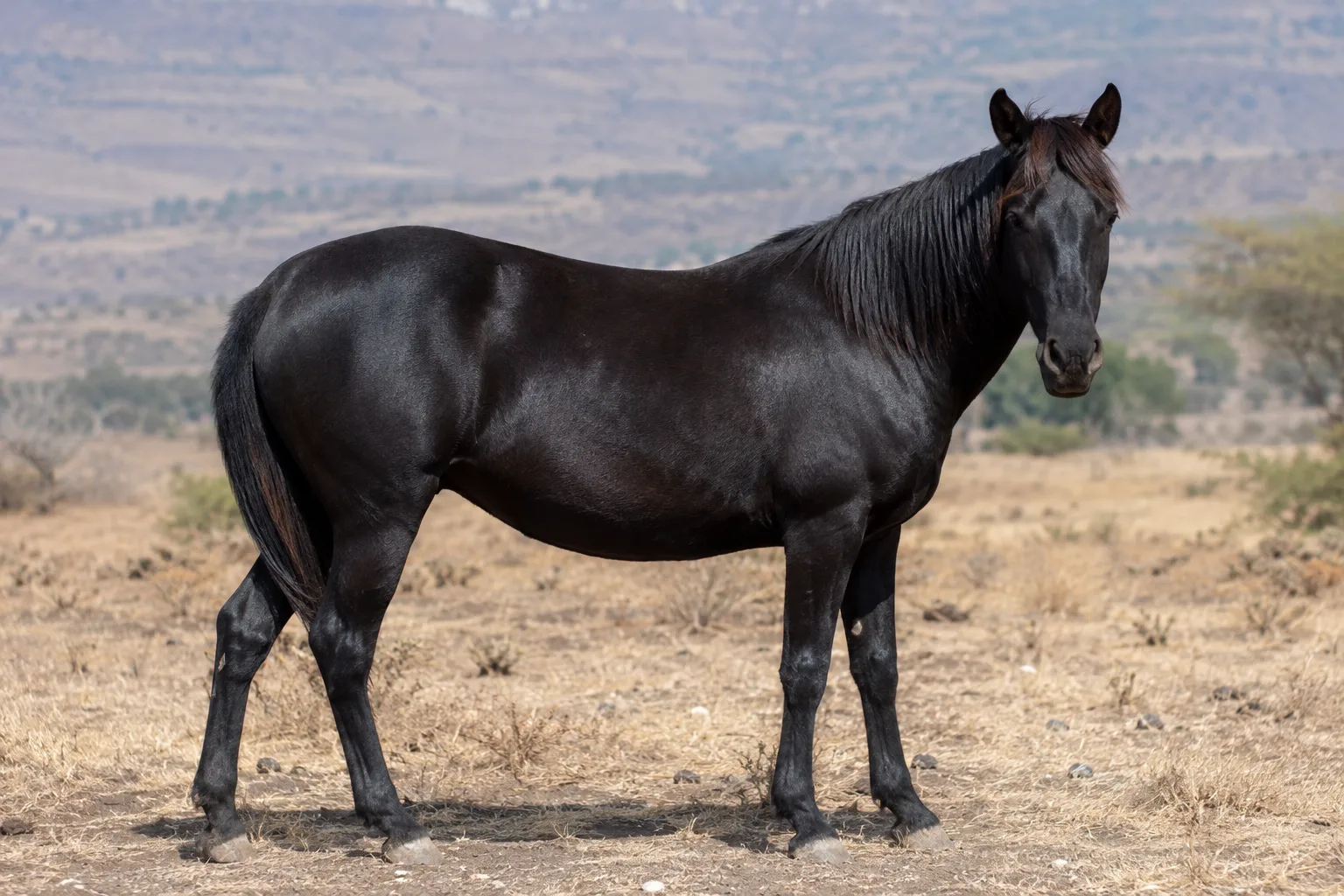Un Aegidienberger de capa palomino, resaltando su crin y cola claras.
