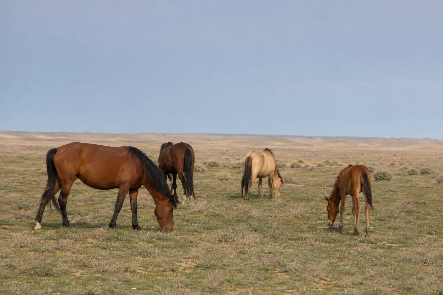 Herde Akhal-Teke Pferde in verschiedenen Fellfarben (Perlino, Rappe, Fuchs) friedlich auf einer großen grünen Wiese weidend.