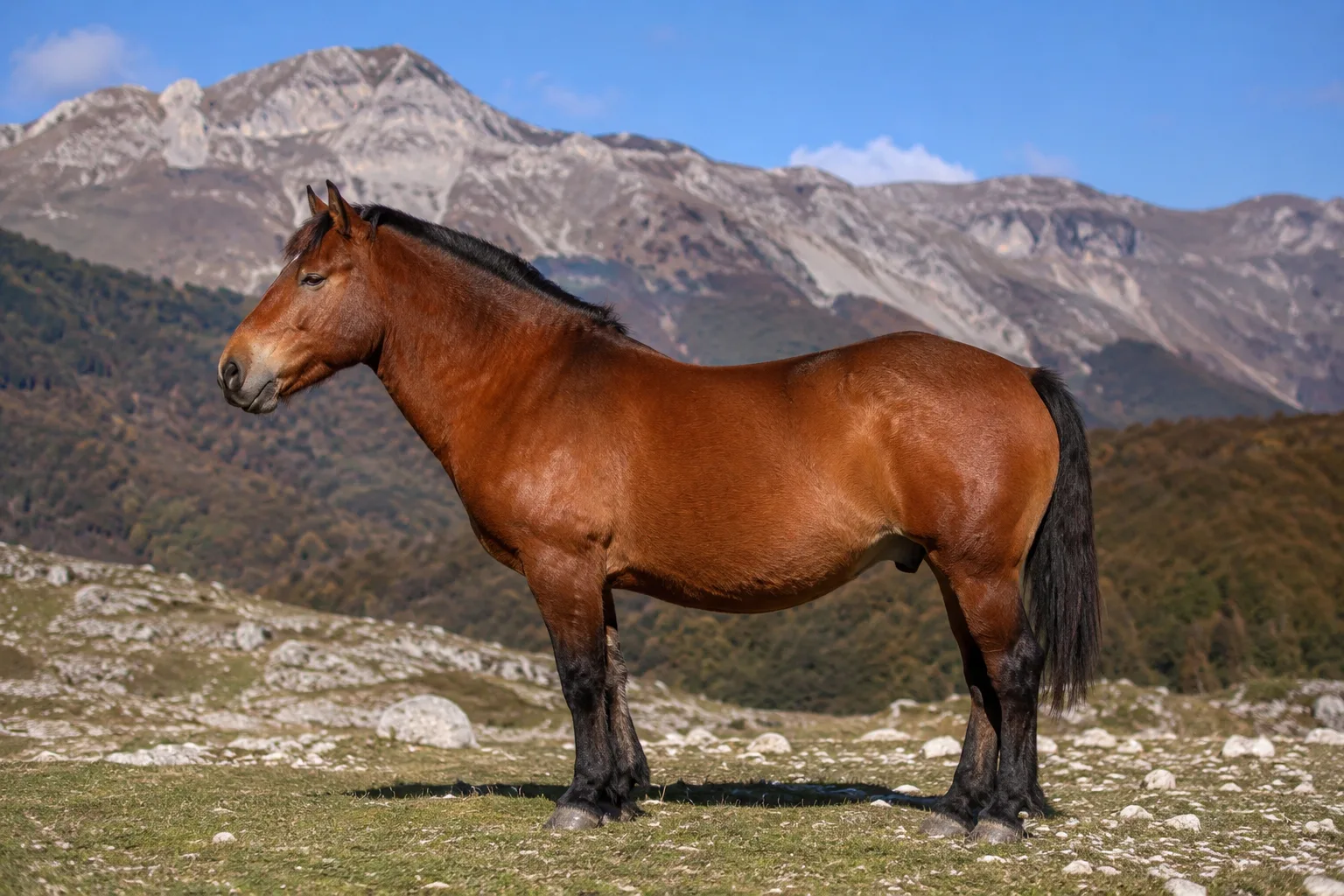Albanisches Pferd in Brauner Farbe, im Profil, in einer Berglandschaft, das seine kompakte und robuste Morphologie zeigt.