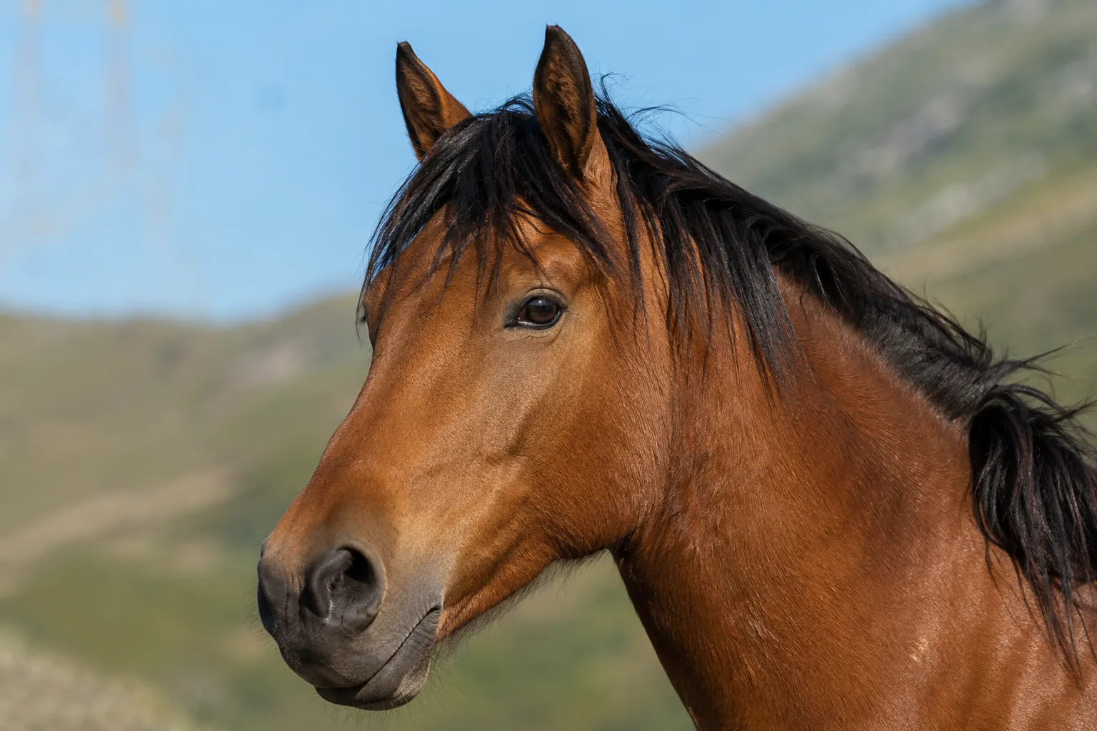 Nahaufnahme des Kopfes eines Albanischen Pferdes, das sein gerades Profil und seine ausdrucksvollen Augen zeigt.