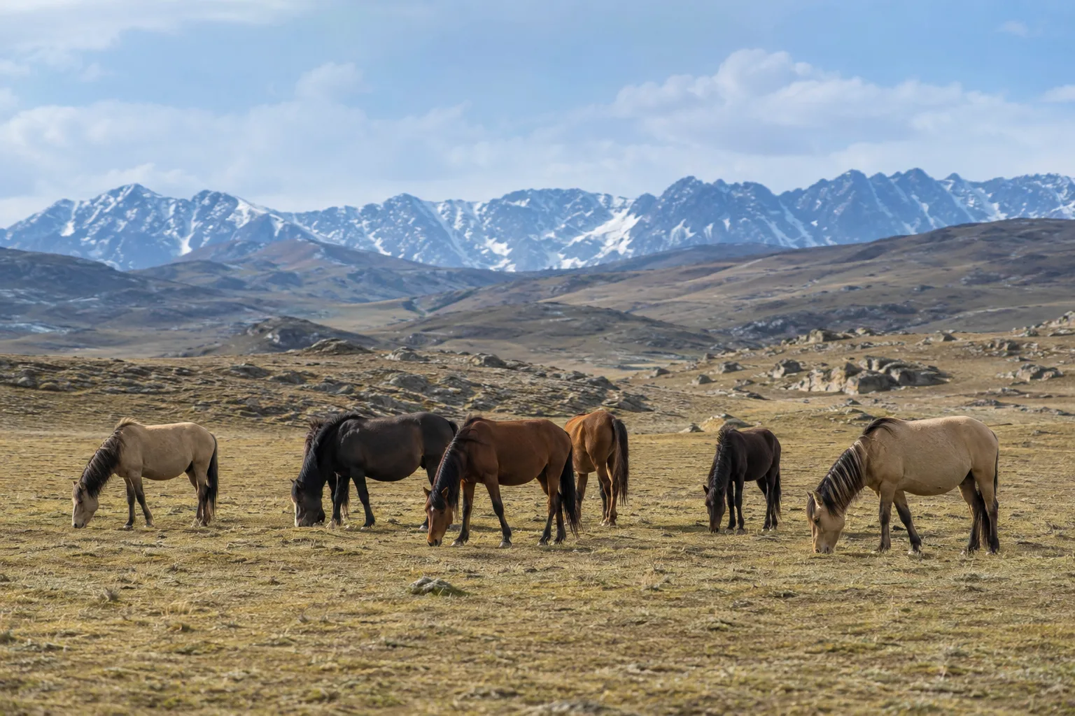 Mandria di cavalli Altai al pascolo nelle montagne dell'Altai