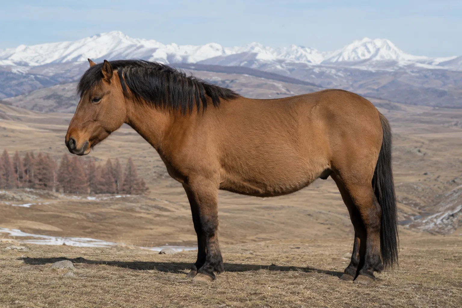 Cavallo American Bashkir Curly dal mantello baio, di profilo, in un prato verdeggiante, che mostra il suo caratteristico mantello riccio e la sua morfologia robusta.