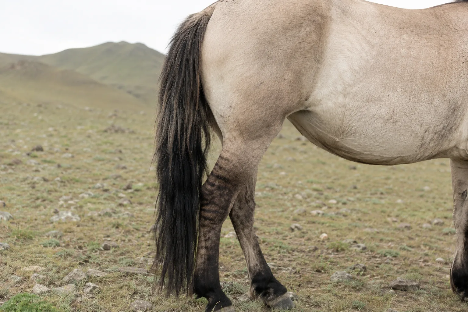 Dettaglio del mantello nero e riccio di un American Bashkir Curly in inverno, che mostra la texture unica dei suoi riccioli.