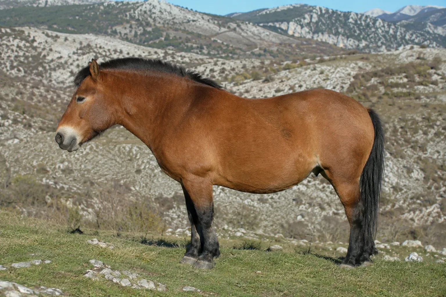 Caballo American Belgian Draft alazán con crines flaxen, de perfil, en un prado verde.