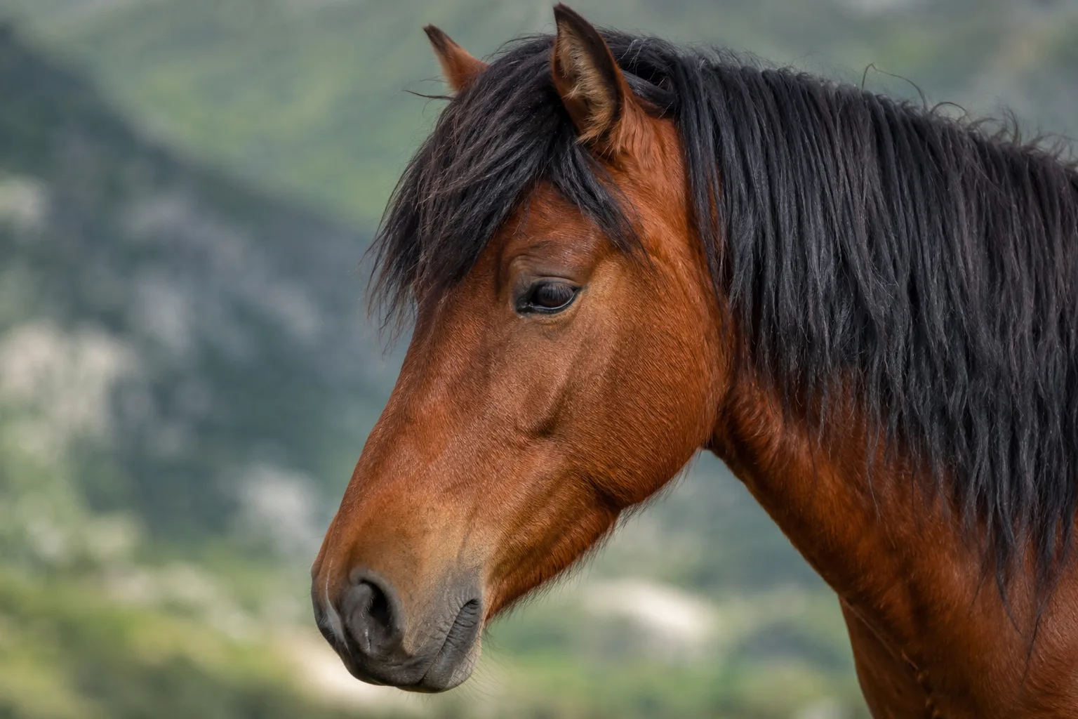 Retrato de cerca de una cabeza de American Belgian Draft, mostrando sus ojos amables y su perfil recto.