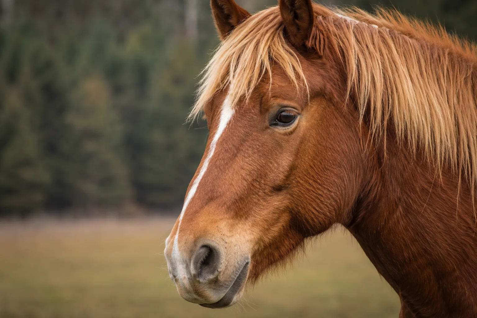 Primer plano de la cabeza de un American Indian Horse, mostrando sus ojos vivaces y su perfil recto.