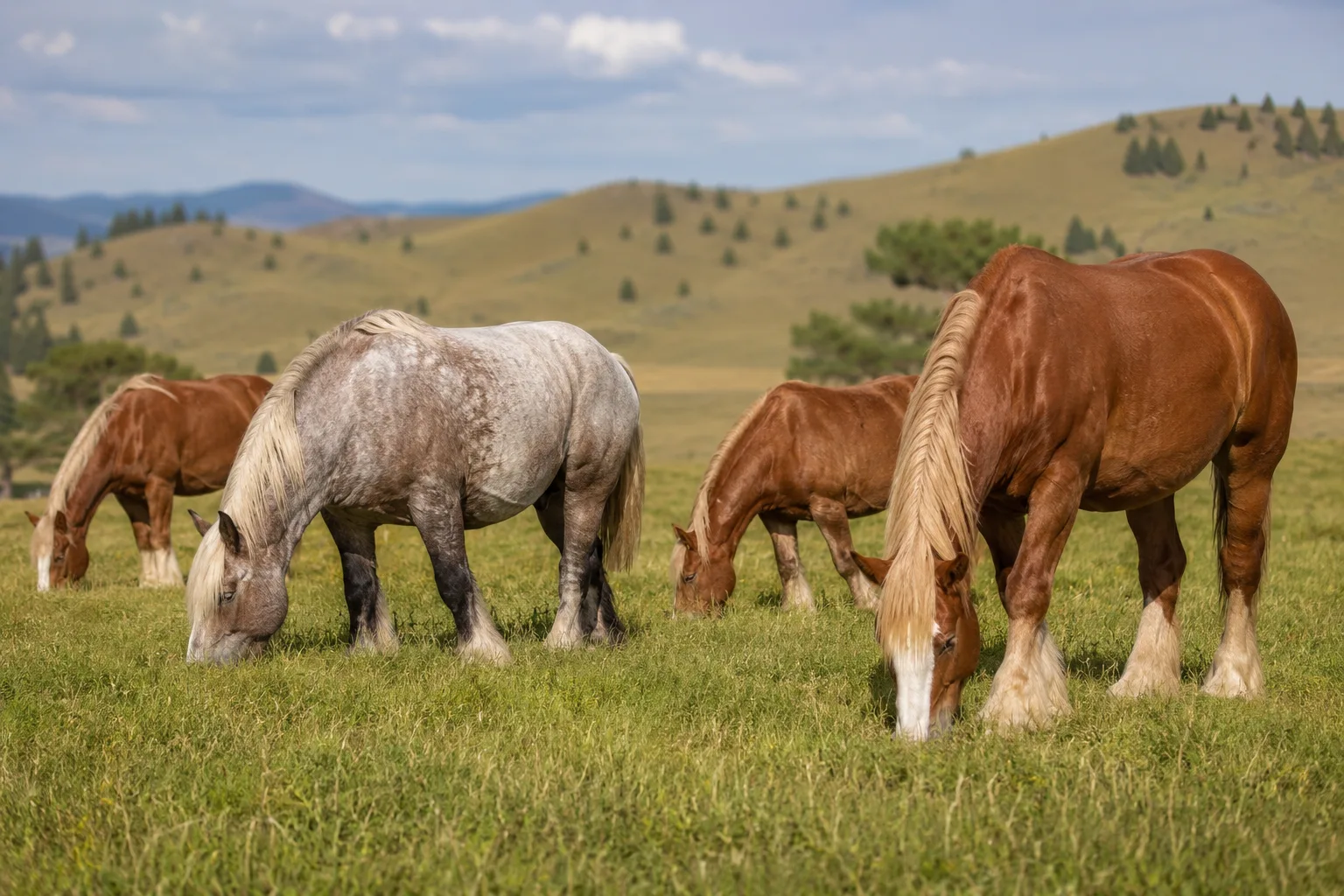 Manada de American Indian Horses (incluyendo un Appaloosa) paciendo tranquilamente en una gran pradera.
