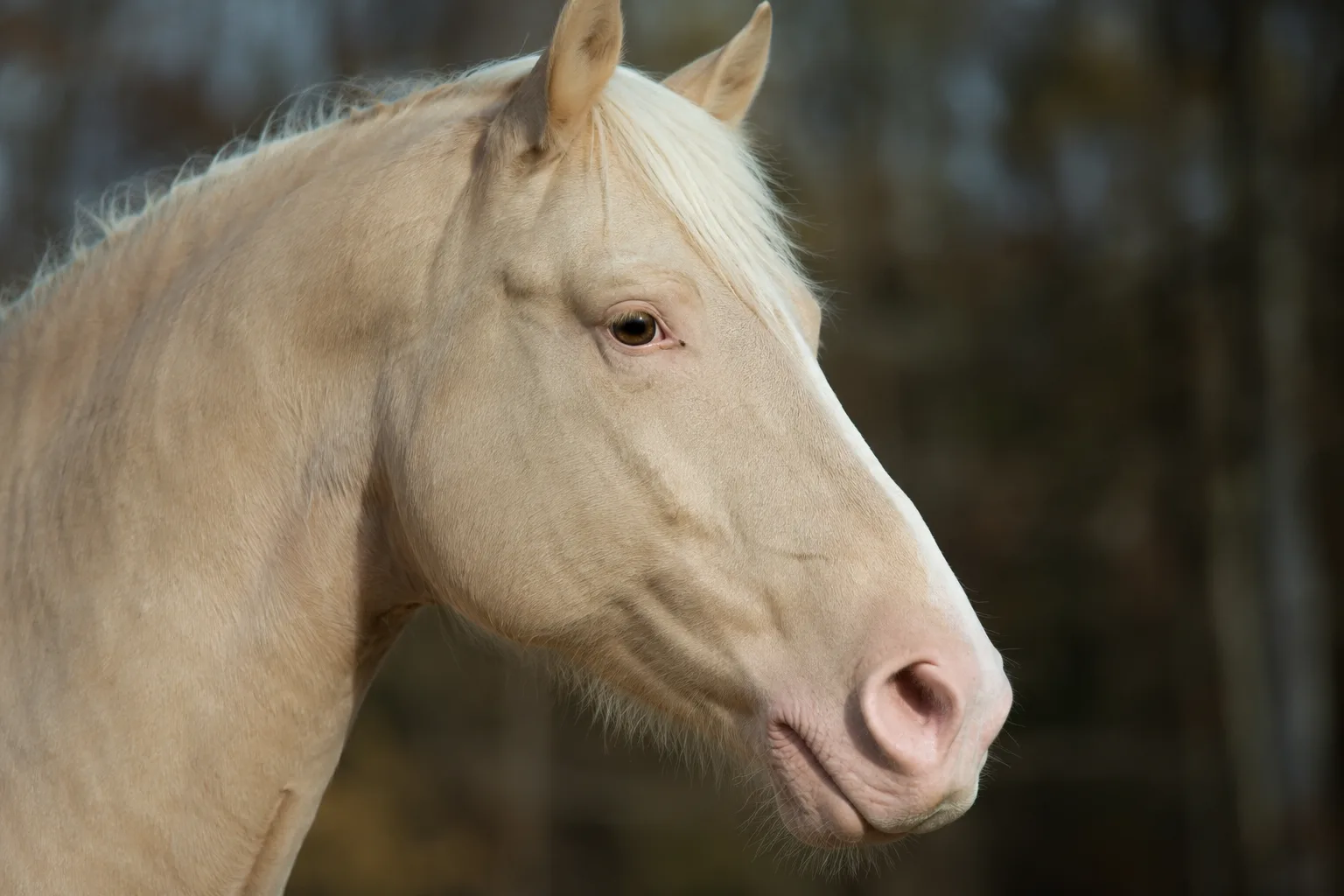 Primer plano de la cabeza de un American Miniature Horse, mostrando sus grandes ojos expresivos y su perfil recto.