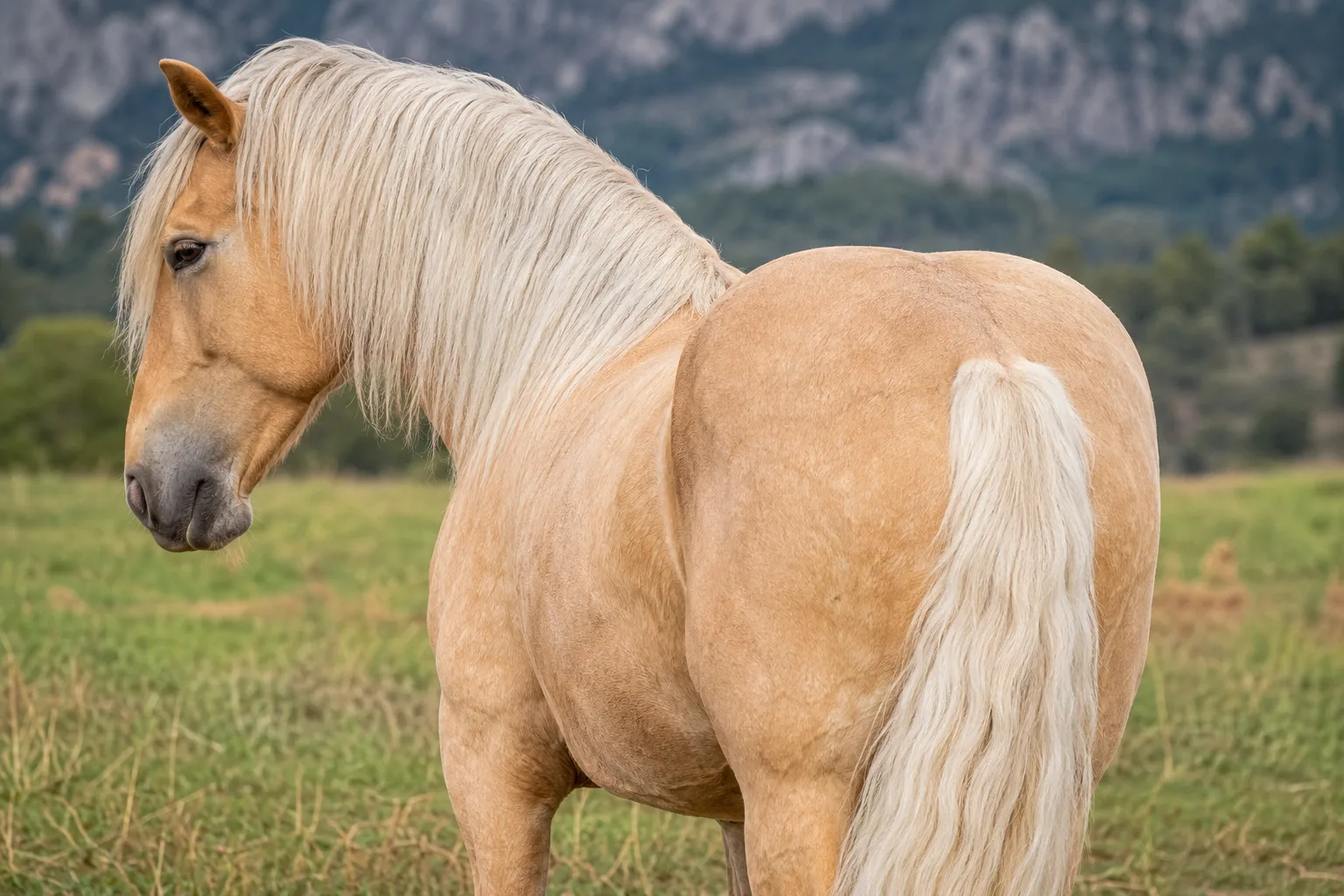 American Miniature Horse de capa palomino, con una crin y una cola muy largas y claras.
