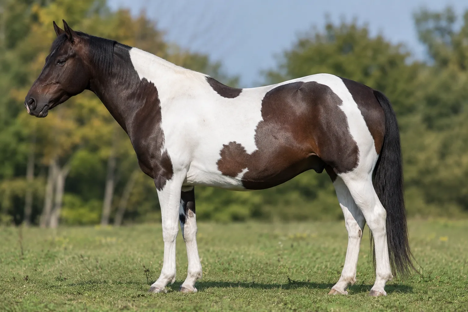 Foto eines American Paint Horse mit Tobiano-Scheckung, im Profil, auf einer grünen Wiese, das seine kompakte Muskulatur und seinen ausdrucksvollen Kopf zeigt.