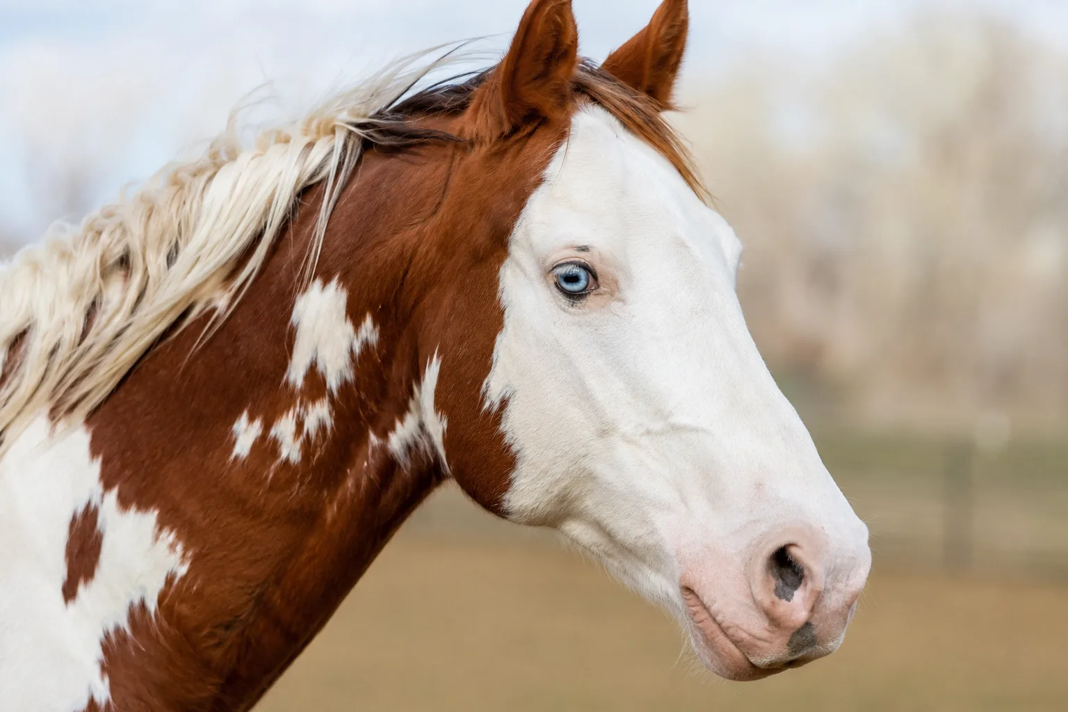 Nahaufnahme des Kopfes eines American Paint Horse mit Overo-Scheckung, mit einer breiten weißen Blesse, blauen Augen und weiten Nüstern.