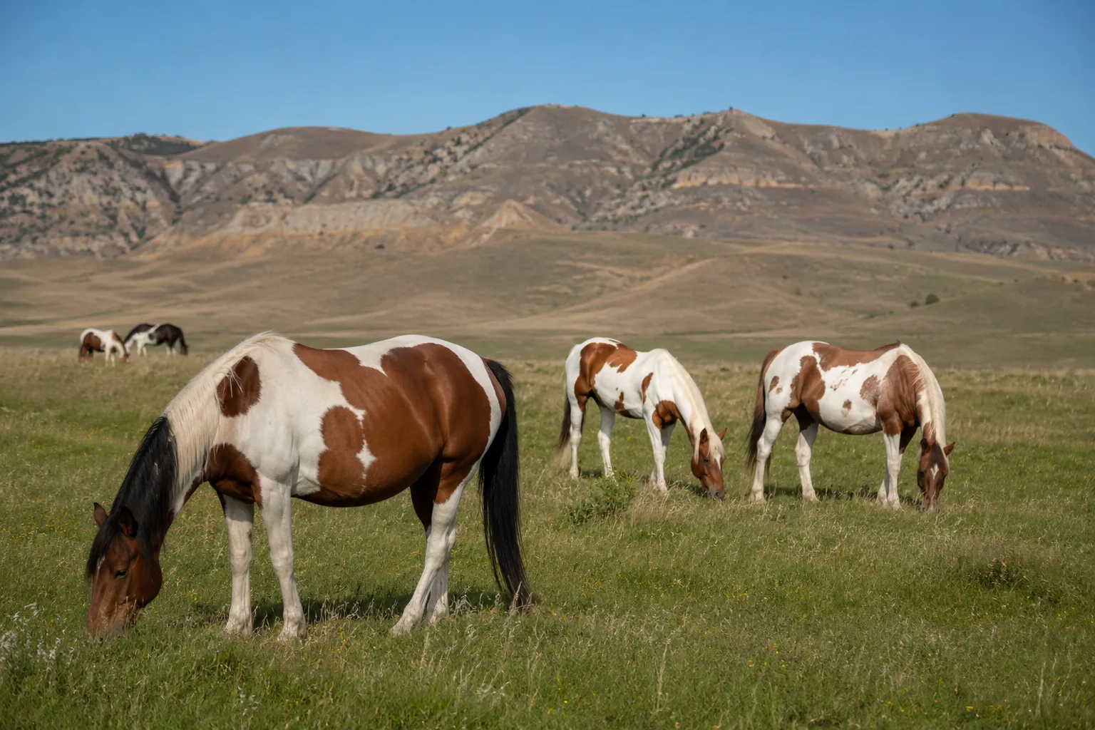 Mehrere American Paint Horses mit unterschiedlichen Fellzeichnungen grasen friedlich auf einer großen, sonnigen Weide, mit Hügeln im Hintergrund.
