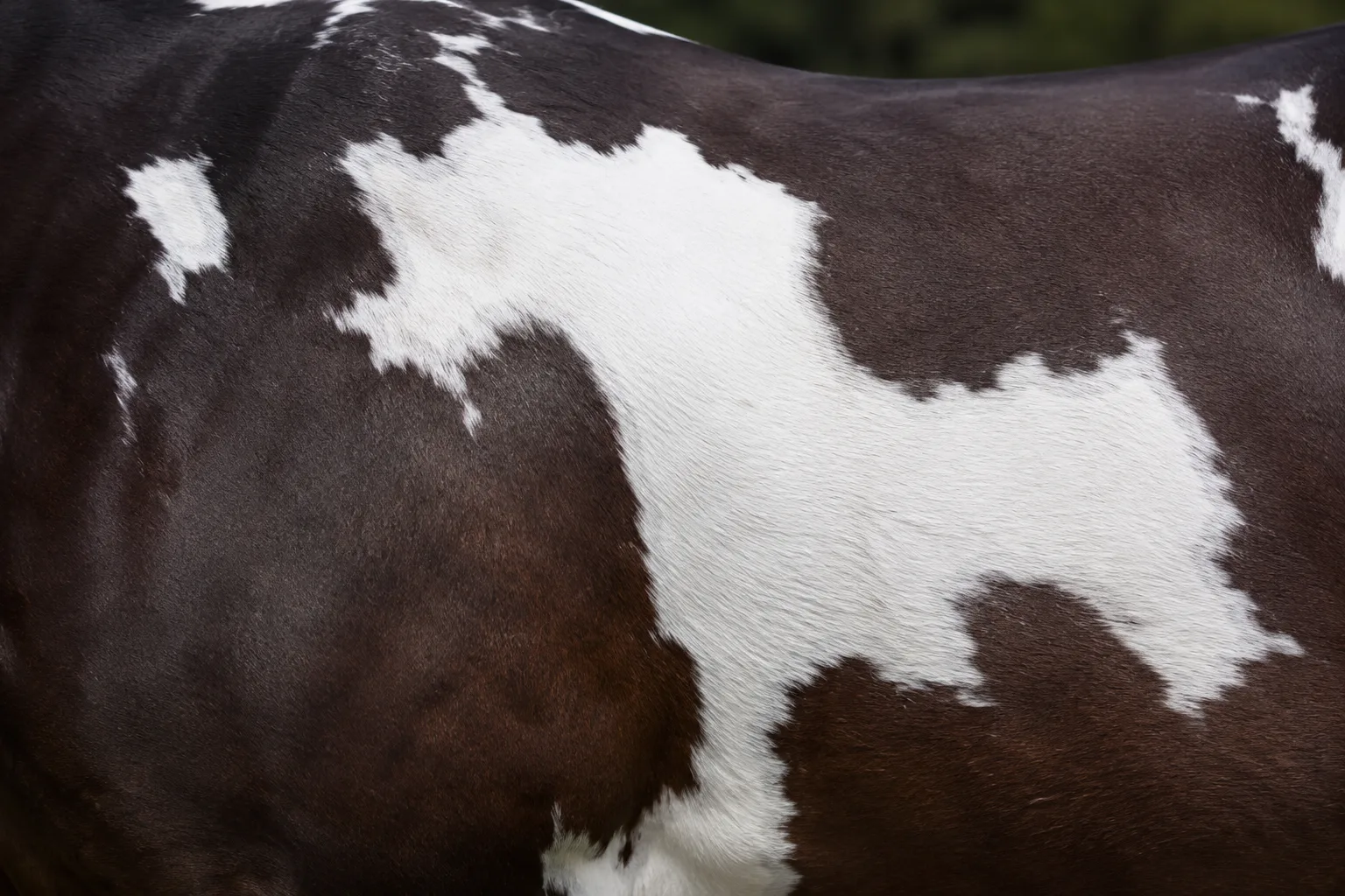 Detail der Overo-Scheckung eines American Paint Horse, das die unregelmäßigen weißen Flecken auf dunklem Grund und die Haarstruktur zeigt.