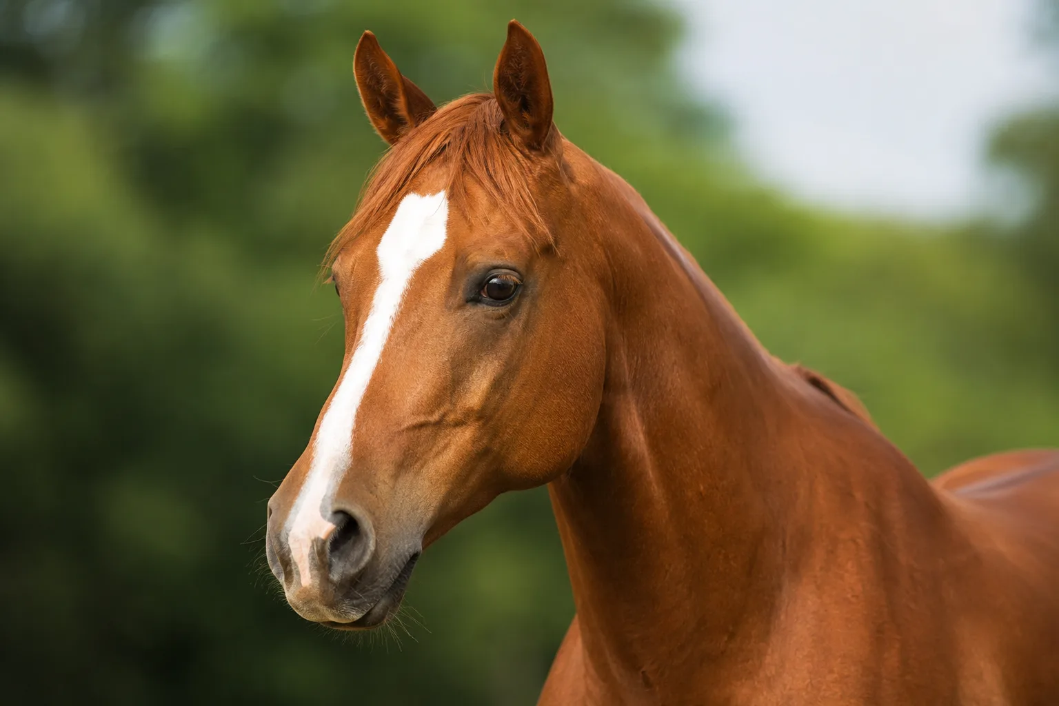Retrato en primer plano de la cabeza de un American Quarter Horse alazán, destacando sus grandes ojos expresivos y su perfil recto.