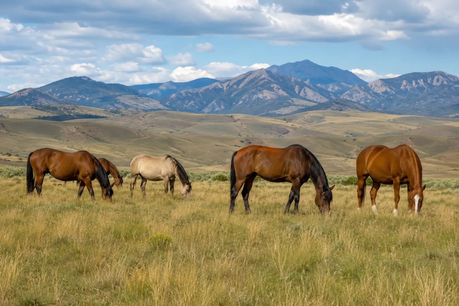 Manada de American Quarter Horses de diferentes capas (bayo, alazán, dun) pastando tranquilamente en un vasto pastizal del Oeste americano.