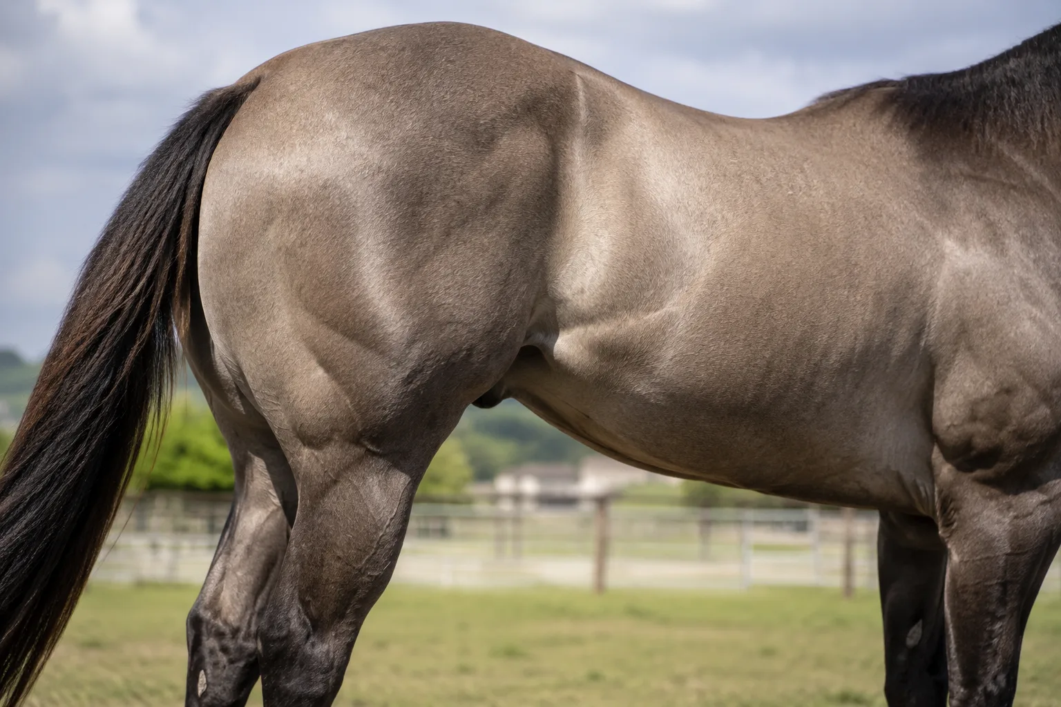 Primer plano de la grupa y los miembros posteriores muy musculosos de un American Quarter Horse grullo, ilustrando su potencia característica.