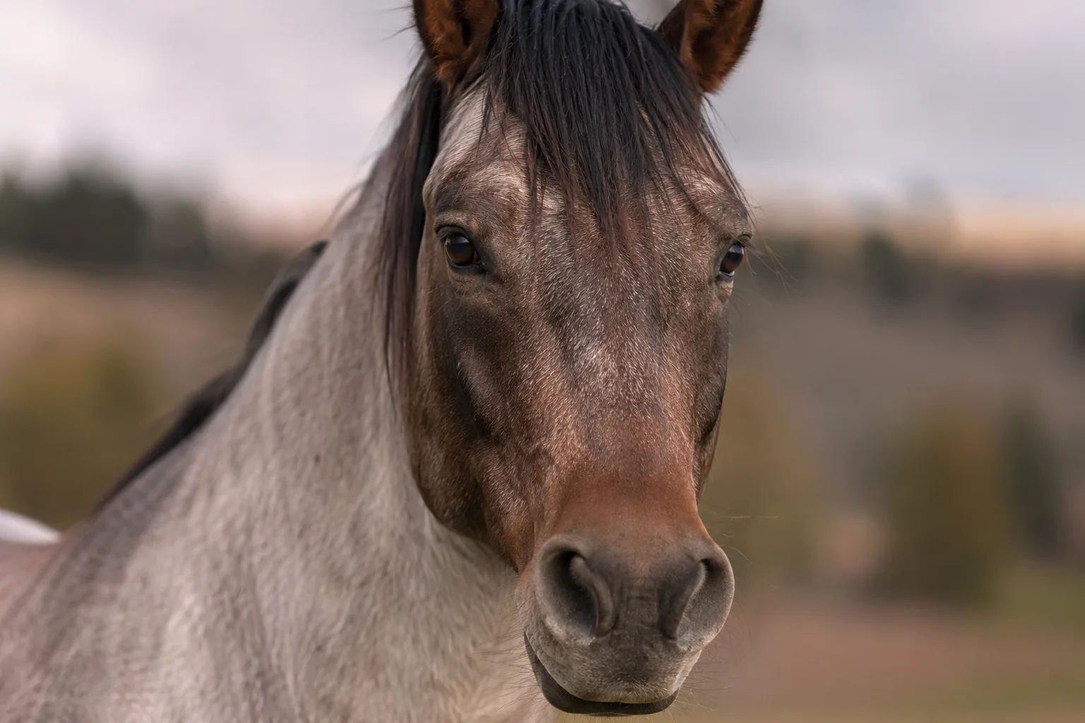 Primo piano sulla testa di un American Saddlebred sauro, che mostra i suoi grandi occhi espressivi e il suo profilo dritto.
