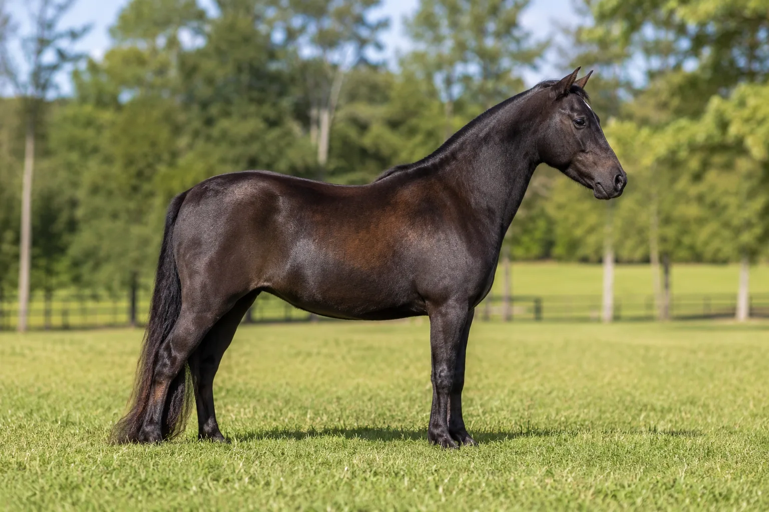 Foto eines braunen American Shetland Ponys, elegant und edel, im Profil auf einer grünen Wiese.