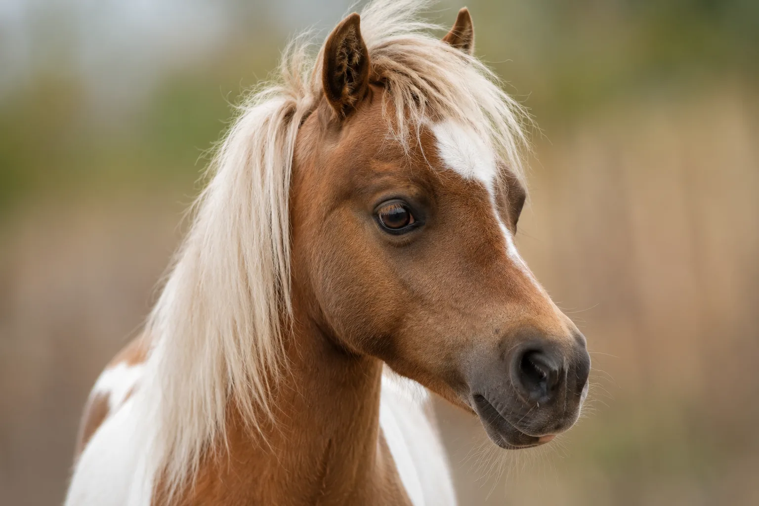 Nahaufnahme des edlen Kopfes eines American Shetland Ponys, die seine großen, ausdrucksvollen Augen zeigt.