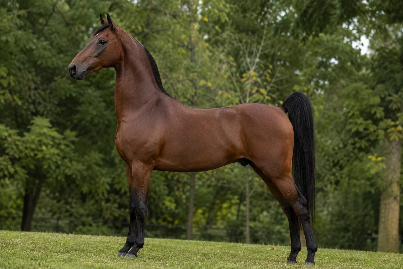 American Walking Pony dal mantello baio, di profilo, in un prato verdeggiante, che mostra la sua silhouette elegante e le sue proporzioni armoniose.