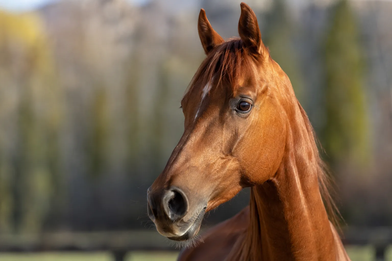 Ritratto ravvicinato della testa di un American Walking Pony, che mette in risalto i suoi grandi occhi espressivi e il suo profilo dritto.