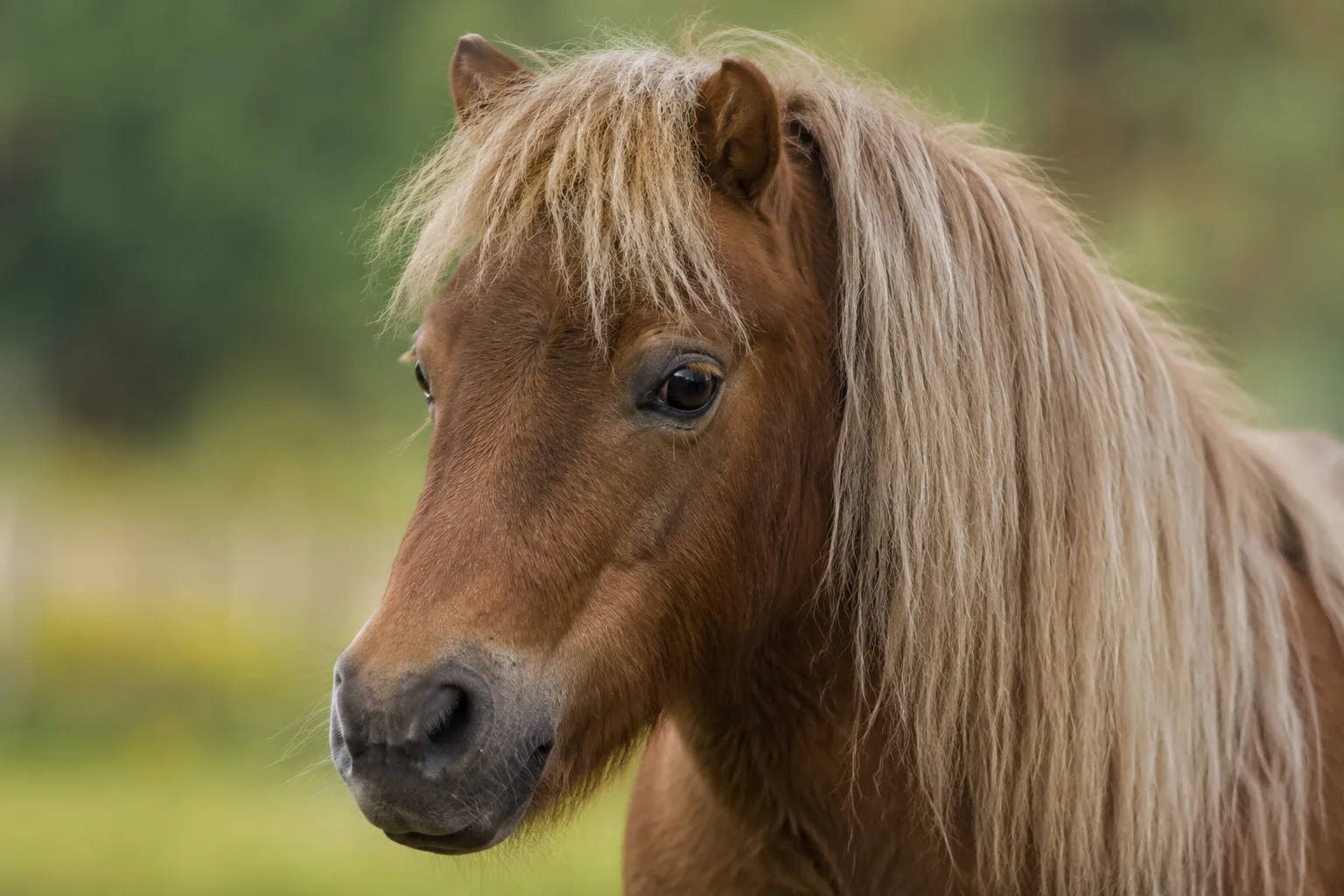 Ritratto ravvicinato della testa di un American Warmblood, che mostra i suoi grandi occhi espressivi e il suo profilo dritto.