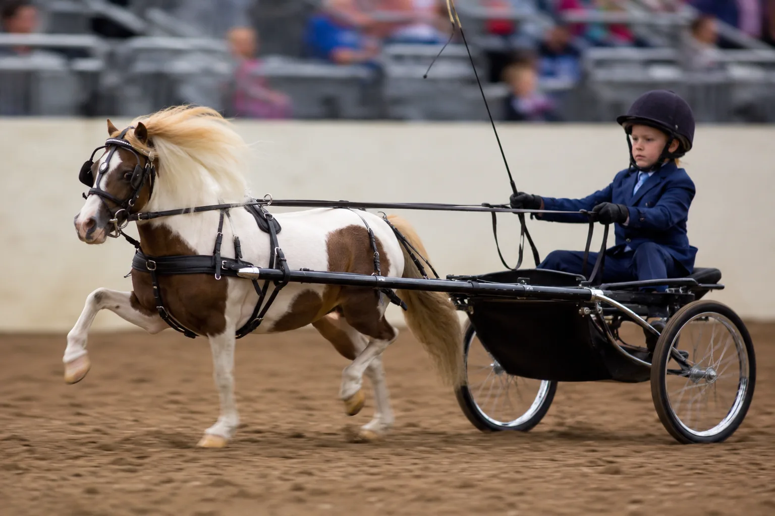 American Warmblood in pieno salto ostacoli, che mostra la sua potenza e agilità in competizione.