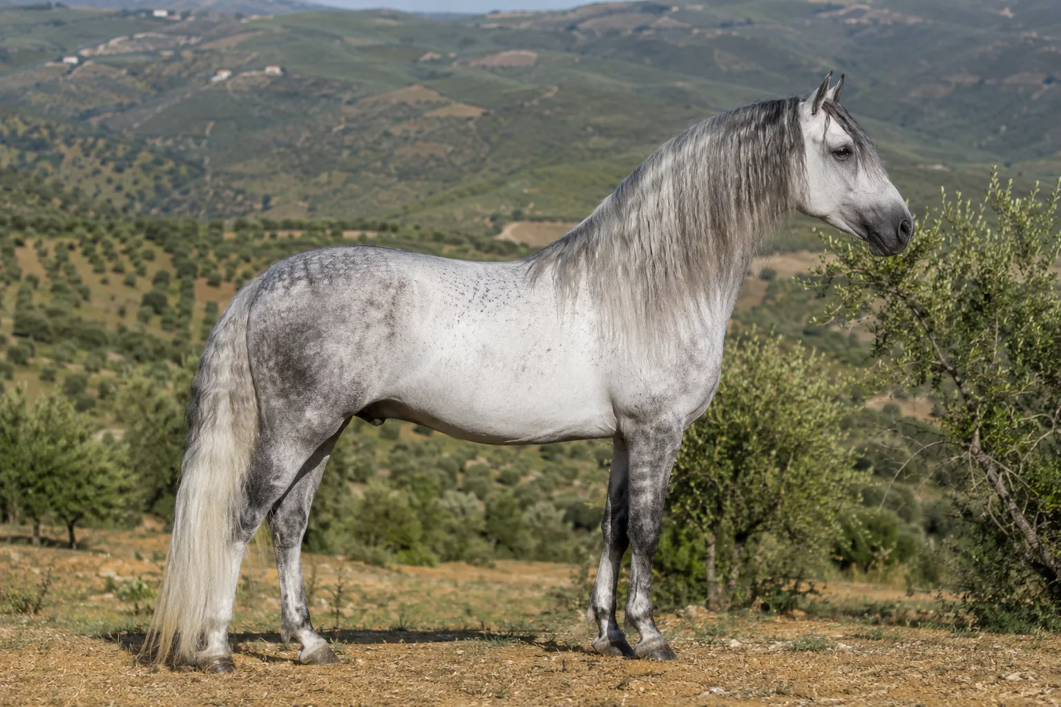 Andalusier (PRE) Schimmel, ganzkörper, im Profil, in einer sonnigen spanischen Landschaft, mit einem geschwungenen Hals und einer üppigen Mähne.