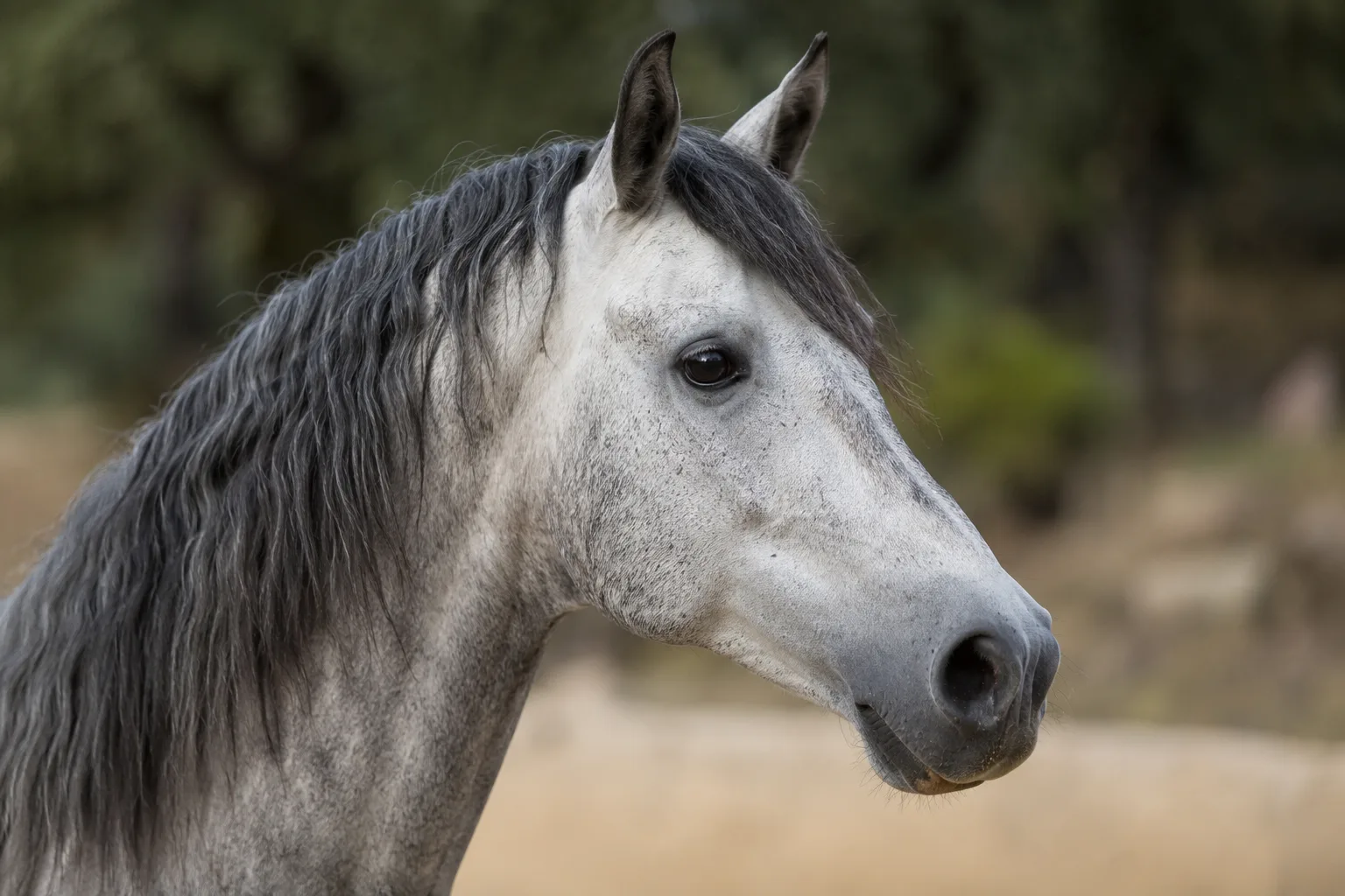 Nahaufnahme des Kopfes eines Andalusier Schimmels, der seine ausdrucksvollen Augen und sein leicht konvexes Profil zeigt.
