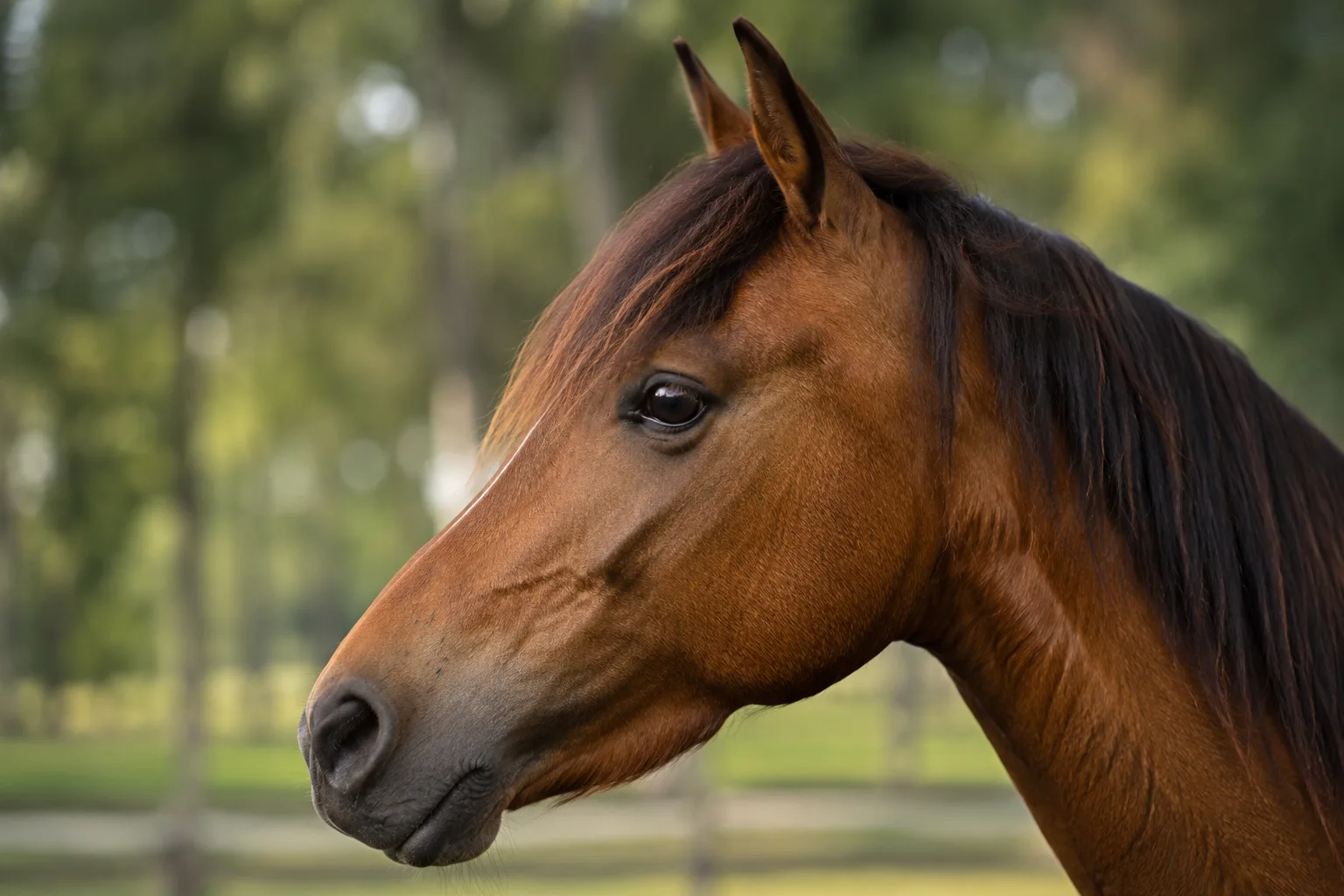 Nahaufnahme des Kopfes eines Andravida-Pferdes, die seine ausdrucksvollen Augen und sein gerades Profil hervorhebt.