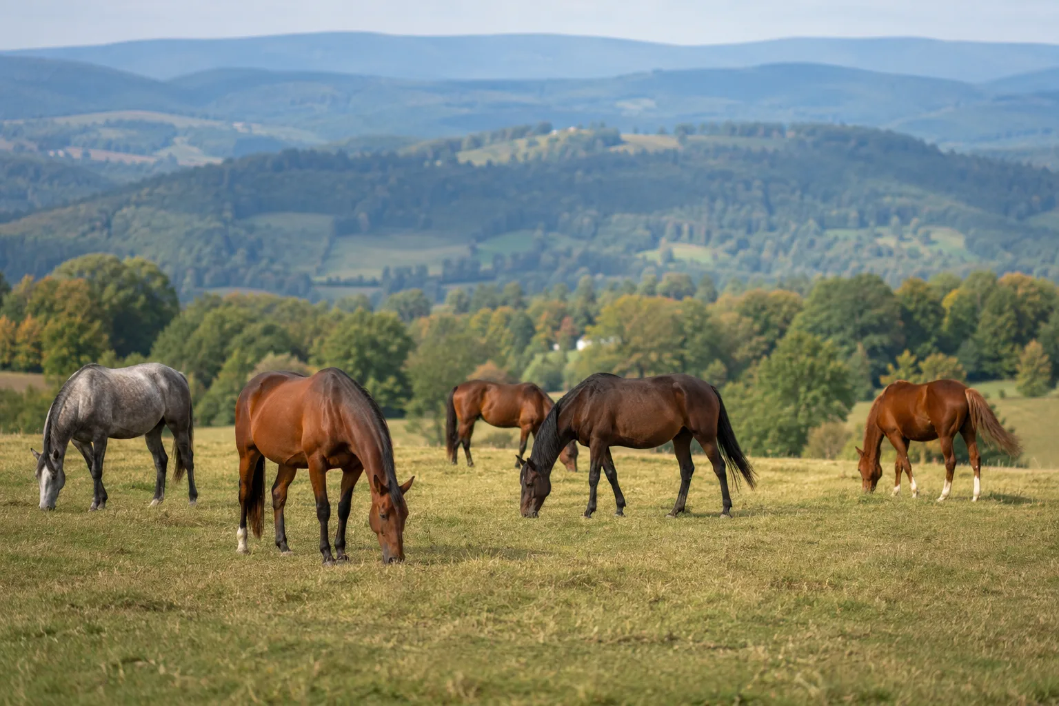 Mehrere Sardische Anglo-Araber auf der Weide in einer typischen sardischen Landschaft.
