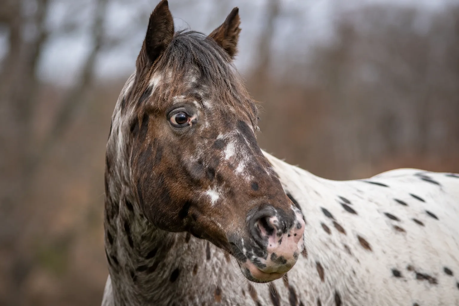 Nahaufnahme des Kopfes eines Appaloosas, die sein Auge mit weißer Sklera, seinen Nasenrücken und seine marmorierte Haut betont.