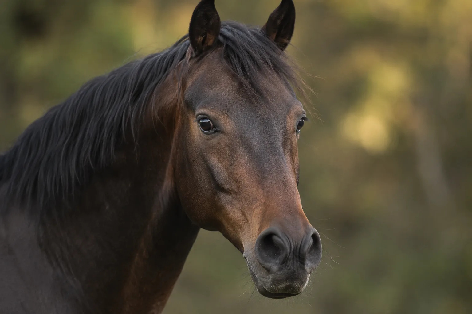 Primo piano della testa di un Arabo Shagya baio, che mostra il suo profilo concavo, i suoi grandi occhi e le sue narici ampie.