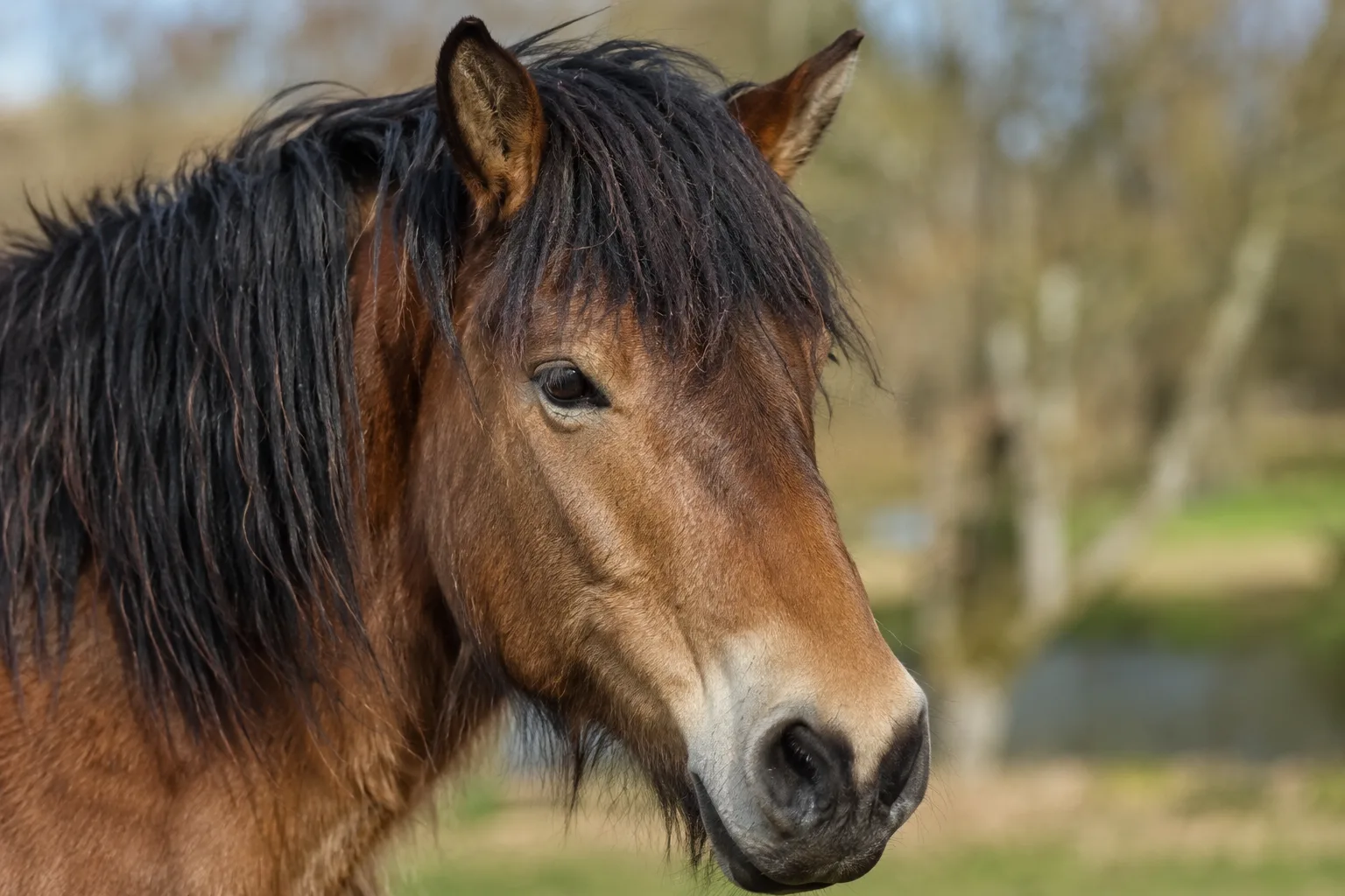 Nahaufnahme des Kopfes eines Ardenners, der seine ausdrucksvollen Augen und sein gerades Profil hervorhebt.