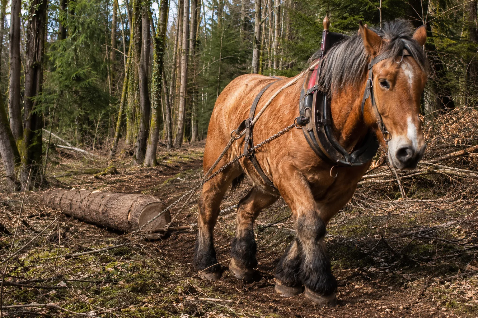 Ardenner in Aktion, zieht einen Baumstamm während einer Holzrückearbeit im Wald.