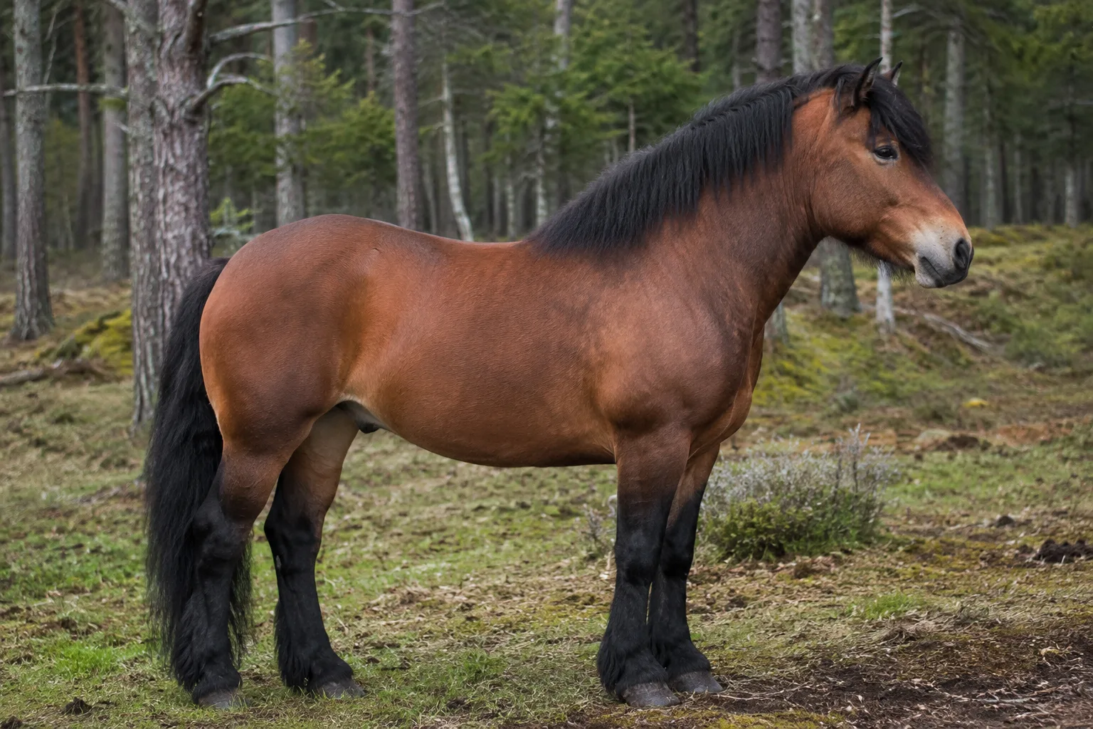 Pony Assateague baio, di profilo, su una spiaggia di sabbia con erbe dunali, che mostra la sua morfologia robusta e compatta.