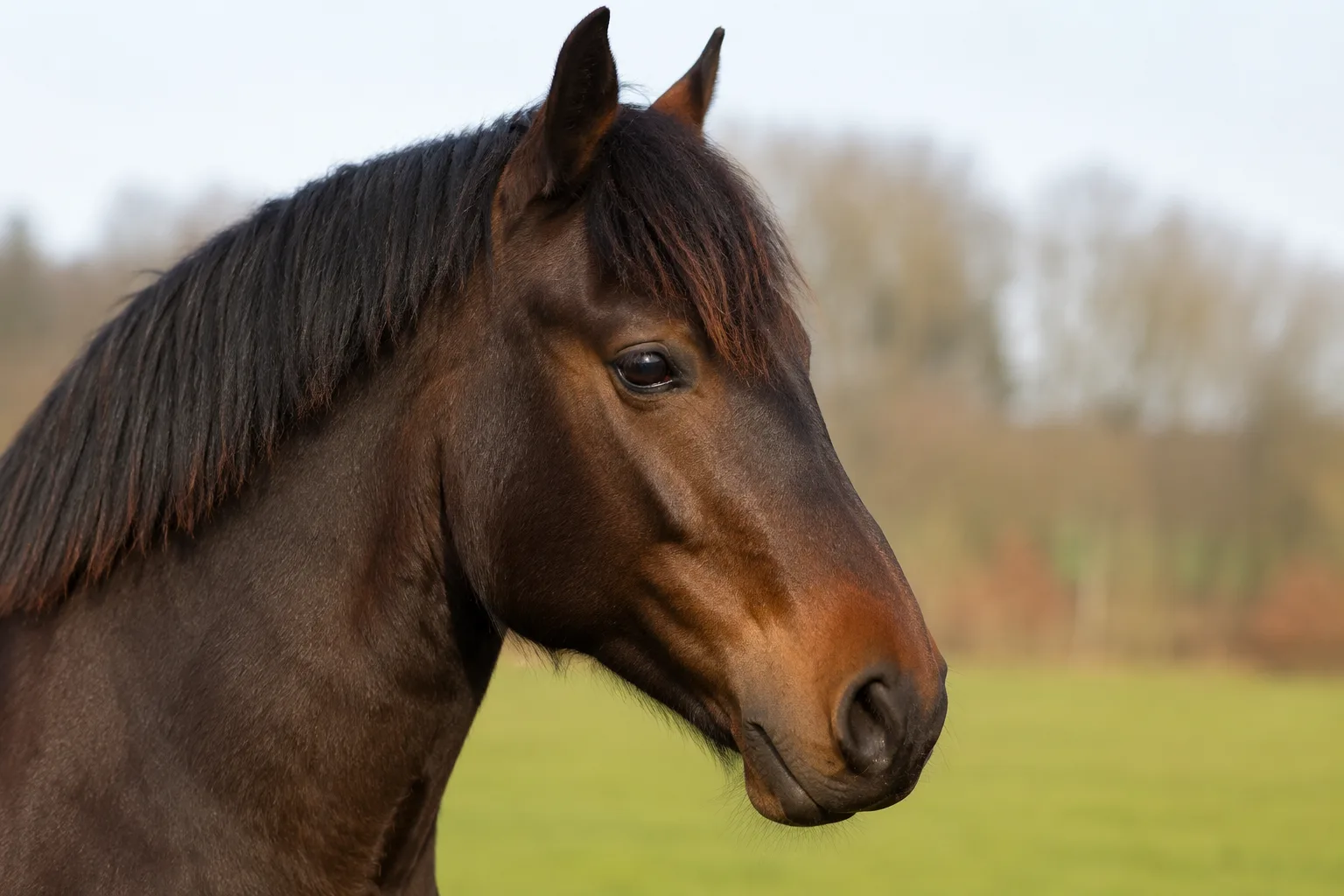 Primo piano sulla testa di un pony Assateague sauro, con occhi espressivi e un profilo dritto, che ne evidenzia l'aspetto rustico.