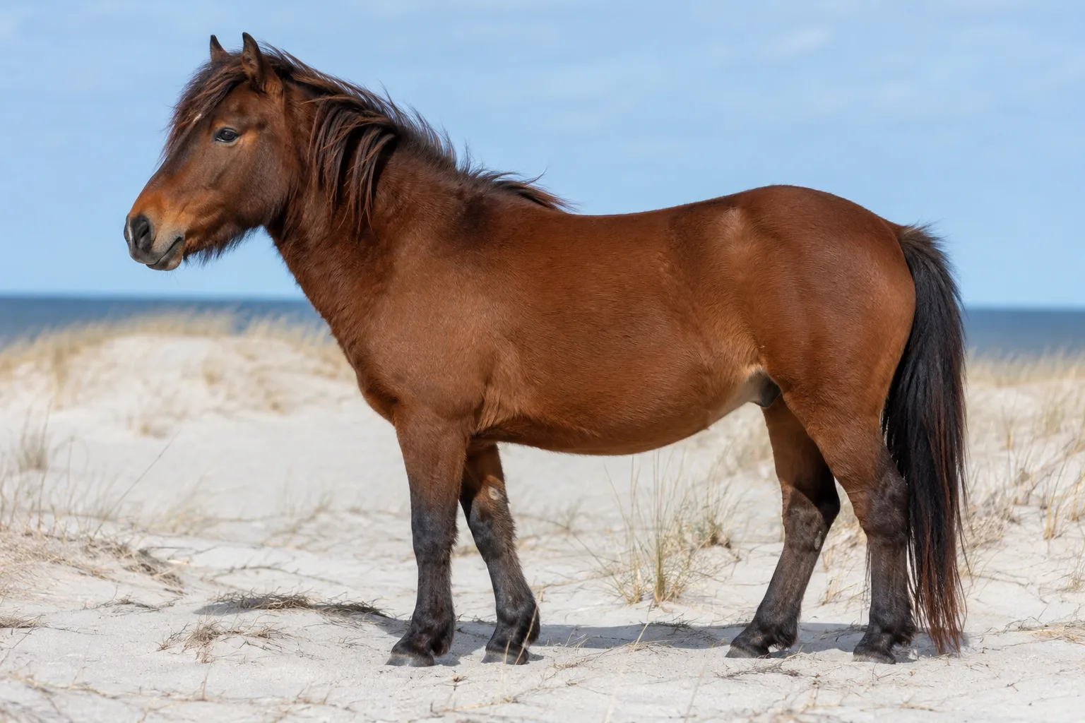 Foto de un Australian Stock Horse bayo, de perfil, en un paisaje de bush australiano, mostrando su silueta atlética y musculosa.