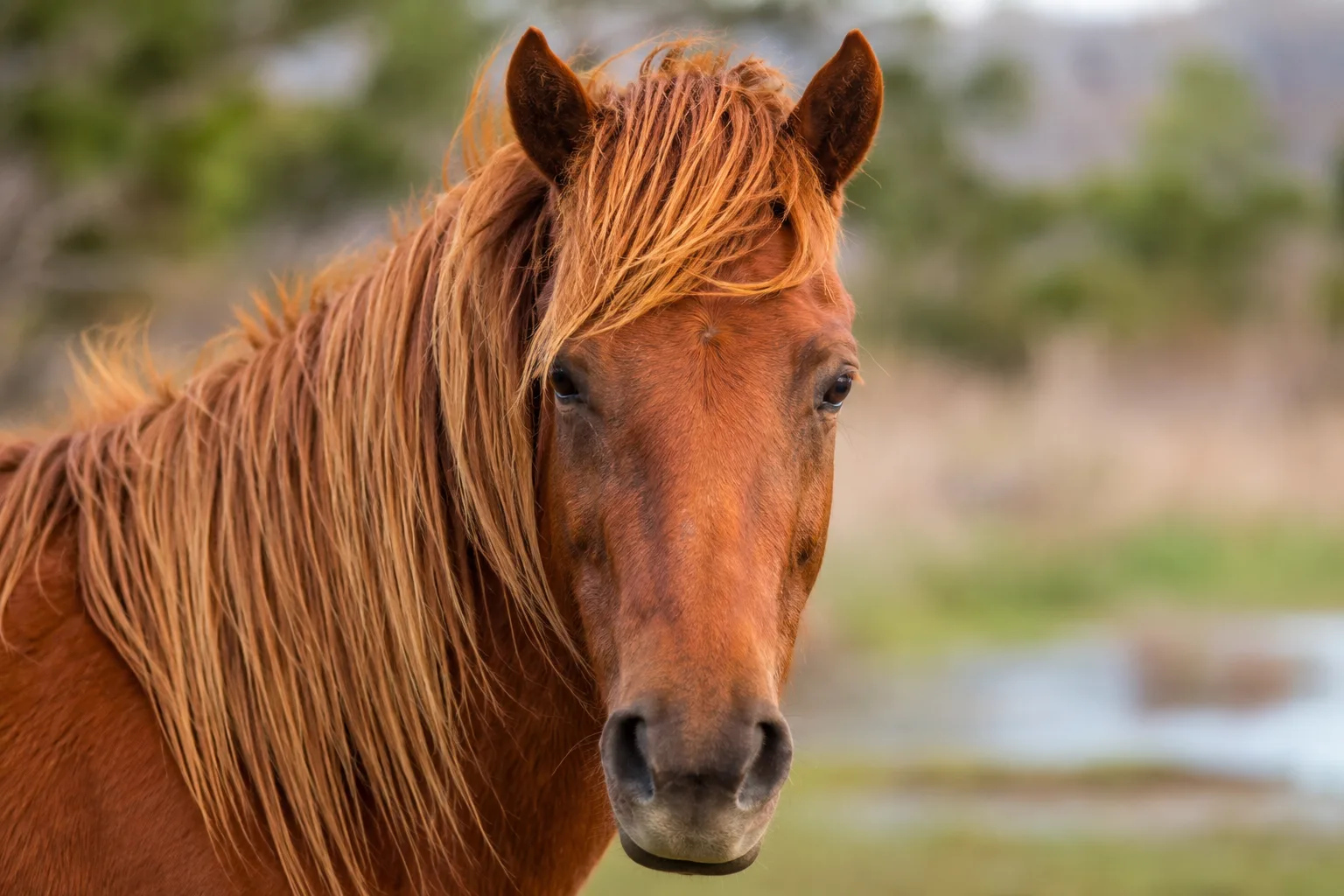 Retrato en primer plano de la cabeza de un Australian Stock Horse, destacando sus ojos expresivos y su perfil recto.