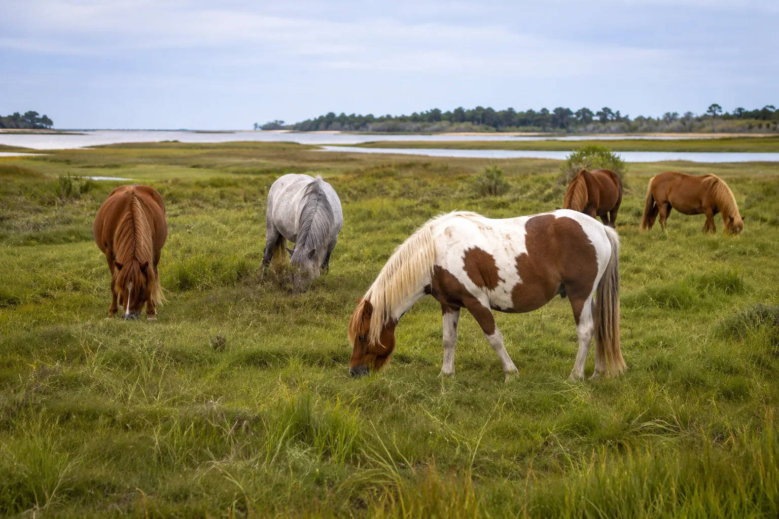 Manada de Australian Stock Horses pastando en una vasta pradera australiana con eucaliptos.