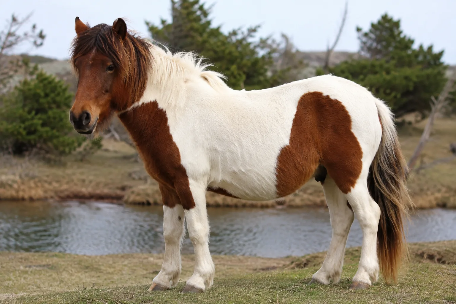 Foto de un Australian Stock Horse de capa palomina, destacando su crin y cola claras.