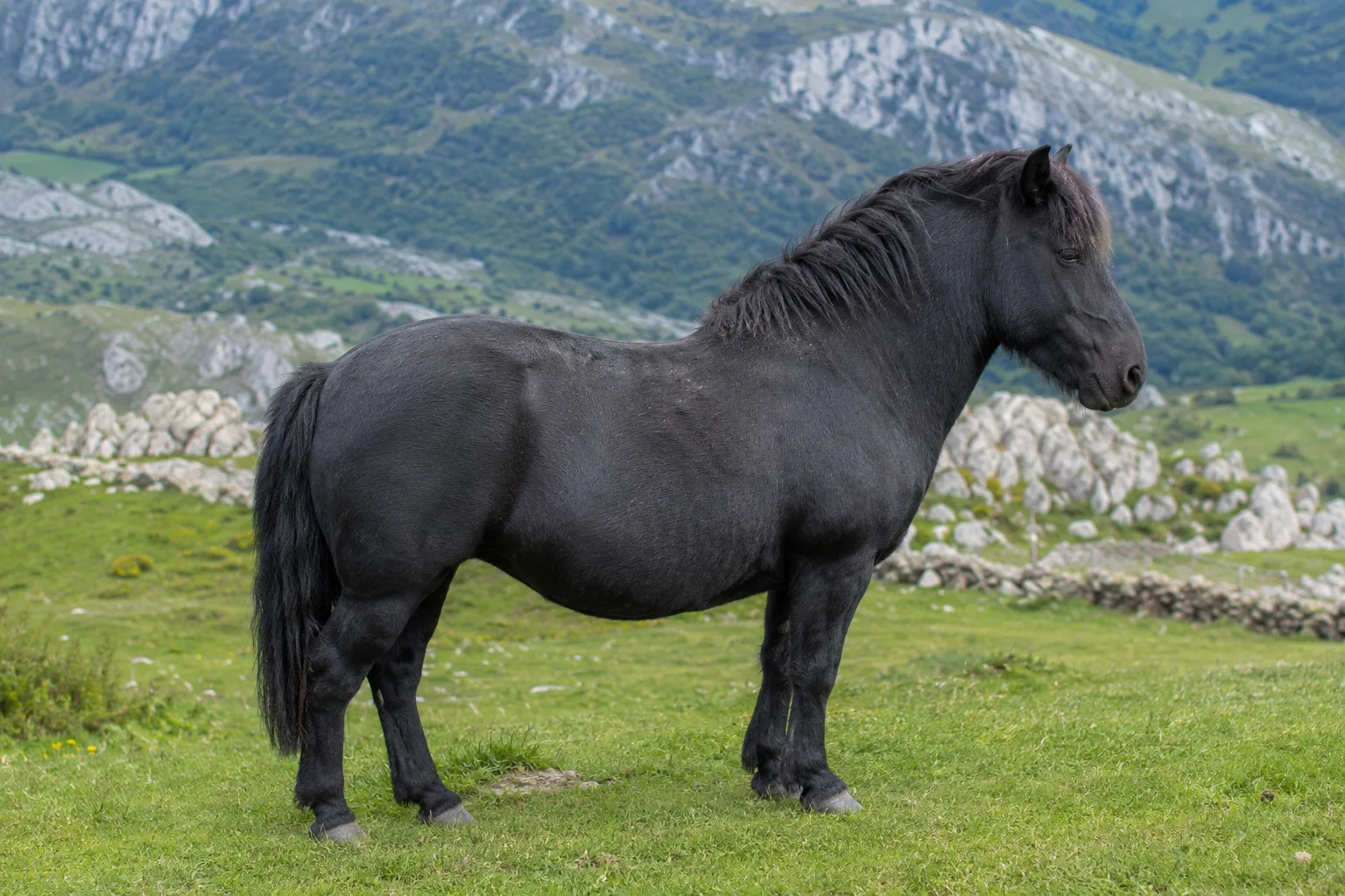 Cavallo d'Alvernia di profilo, mantello baio scuro, in un prato di montagna in Alvernia