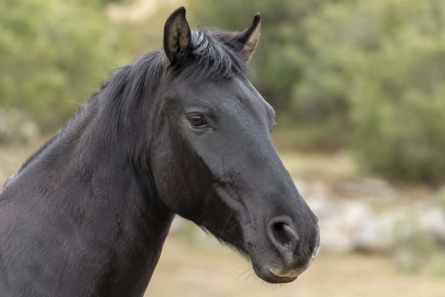 Ritratto ravvicinato della testa di un cavallo d'Alvernia, che mostra i suoi occhi vivaci e il suo profilo rettilineo