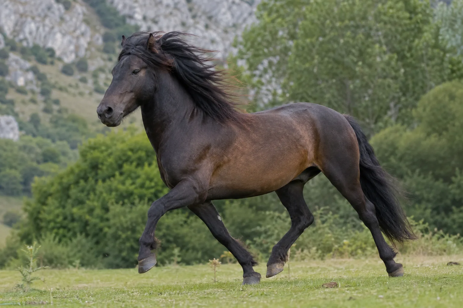 Cavallo d'Alvernia al galoppo su un sentiero di montagna, in pieno trekking