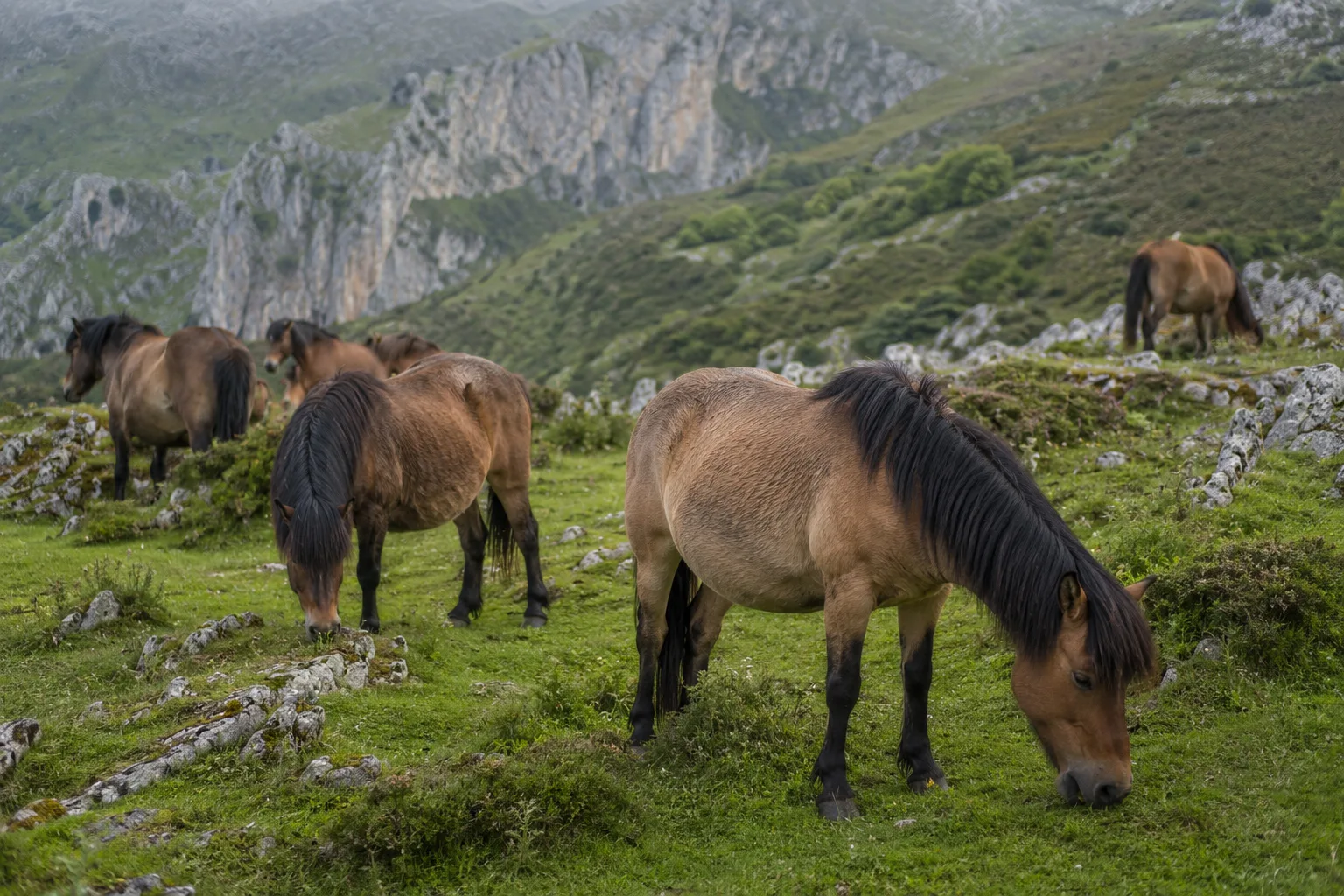 Mandria di cavalli d'Alvernia al pascolo in un prato verdeggiante con i vulcani dell'Alvernia sullo sfondo