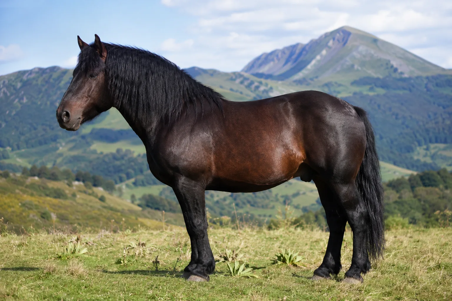 Cavallo dell'Azerbaigian di mantello baio, di profilo, in un paesaggio di steppa montuosa