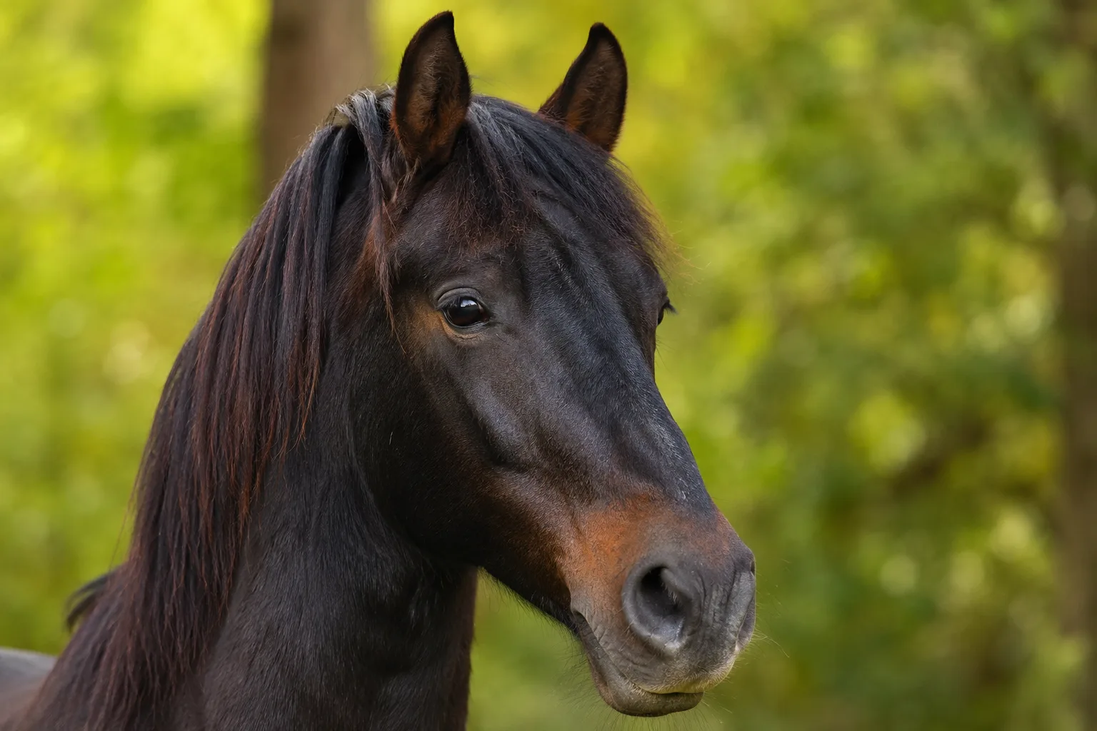 Ritratto ravvicinato della testa di un cavallo dell'Azerbaigian, che mostra i suoi occhi espressivi