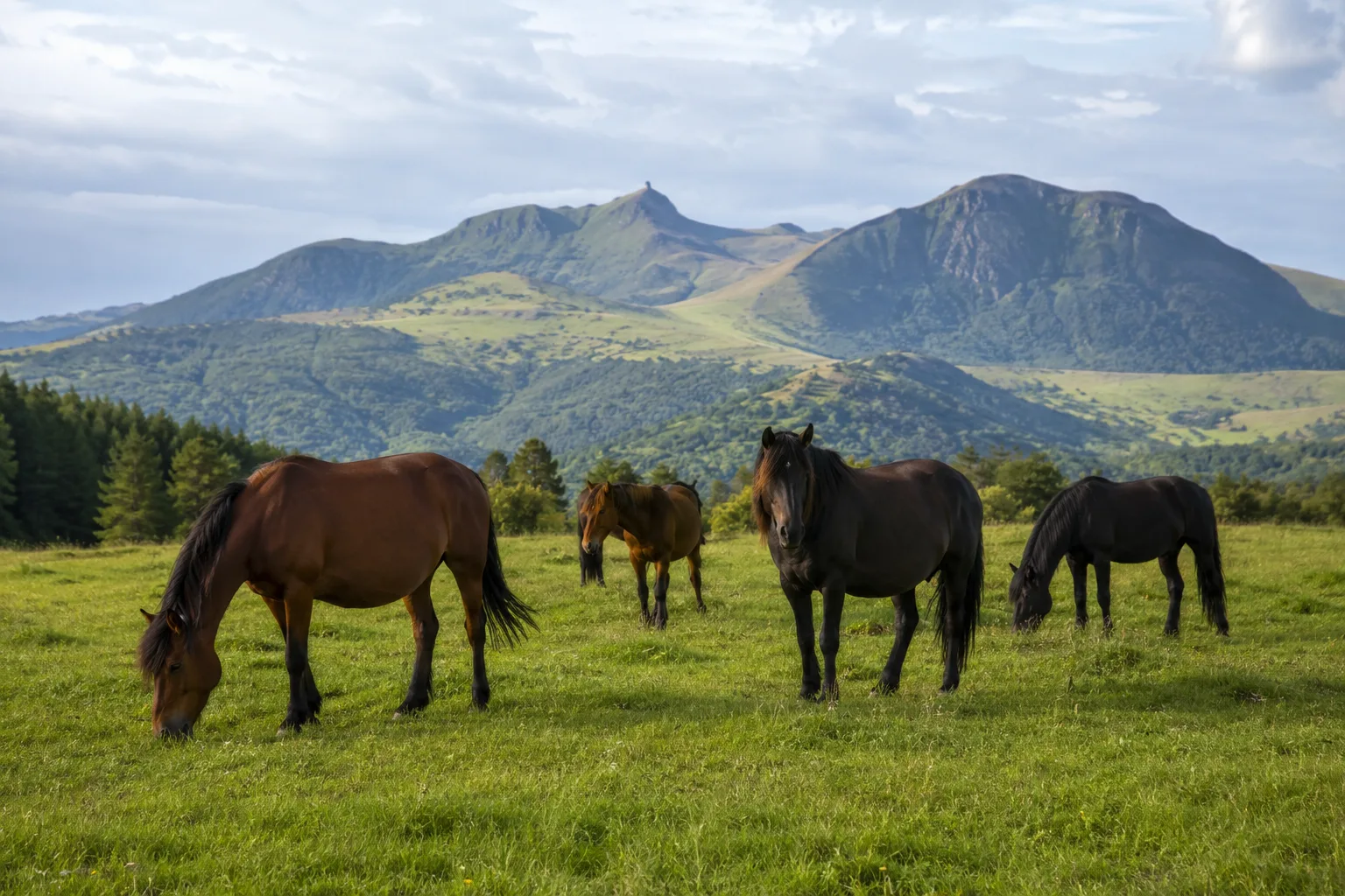 Mandria di cavalli dell'Azerbaigian al pascolo in un prato di montagna verdeggiante